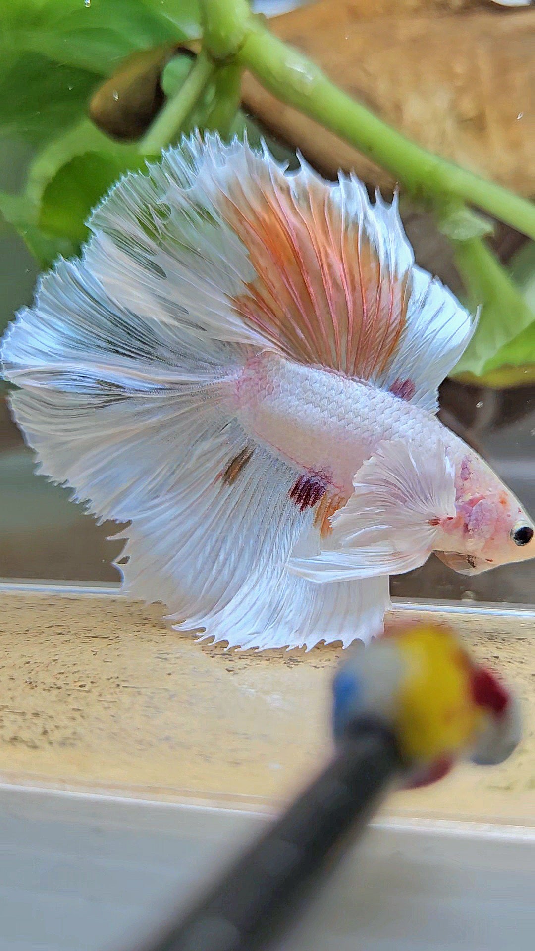 HALFMOON DOUBLE TAIL DUMBO EAR WHITE ORANGE WASH UNIQUE BETTA FISH