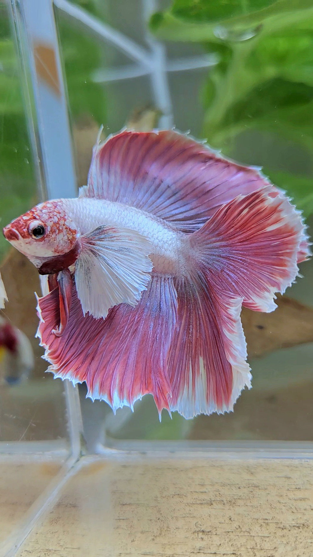 HALFMOON DUMBO EAR DOUBLE TAIL PINK BETTA FISH