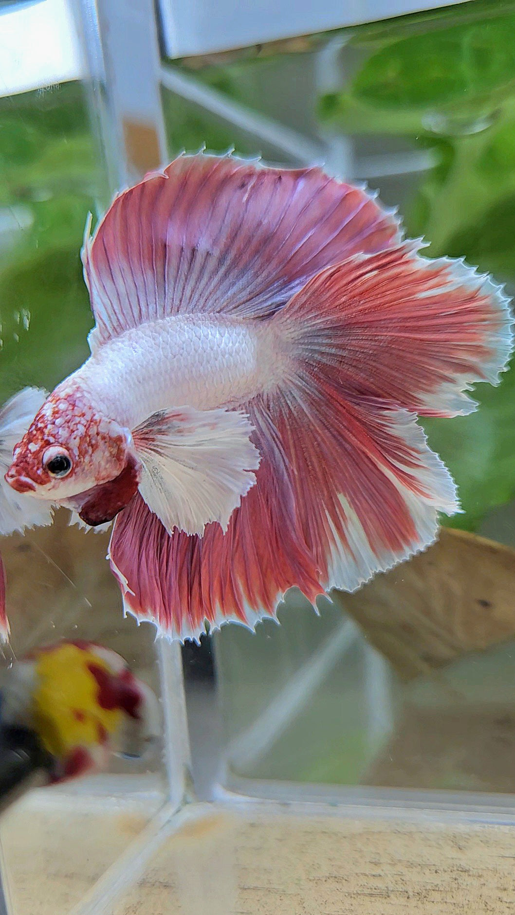 HALFMOON DUMBO EAR DOUBLE TAIL PINK BETTA FISH
