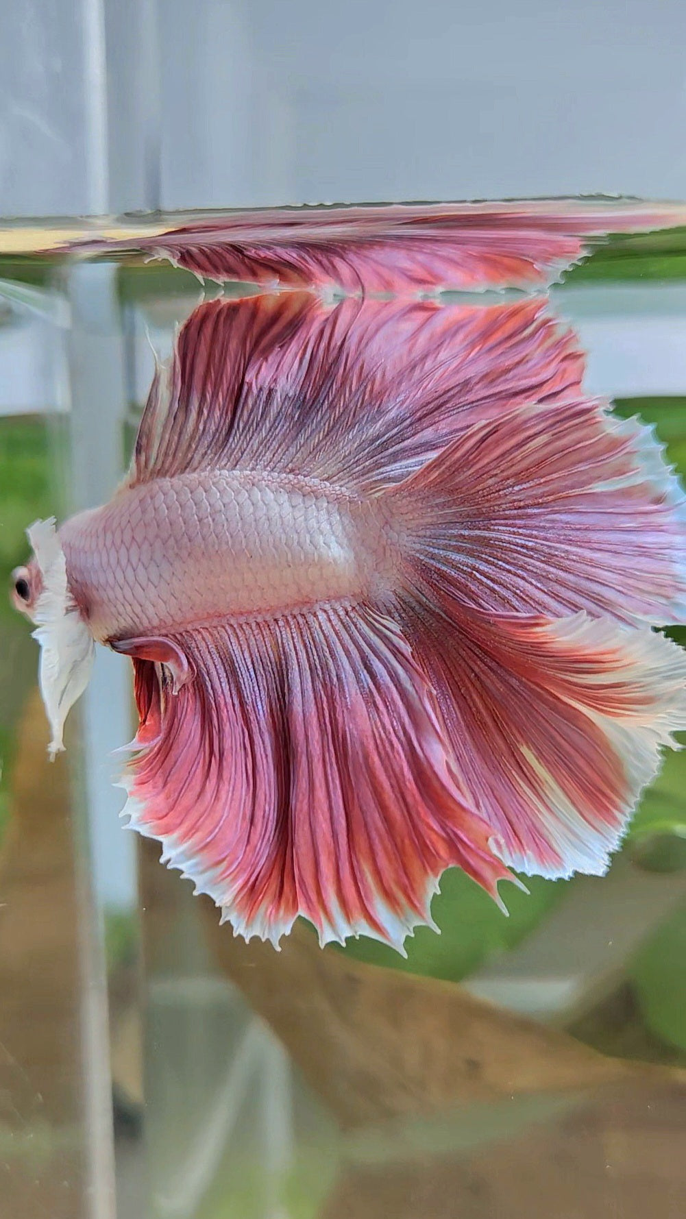 HALFMOON DUMBO EAR DOUBLE TAIL PINK BETTA FISH
