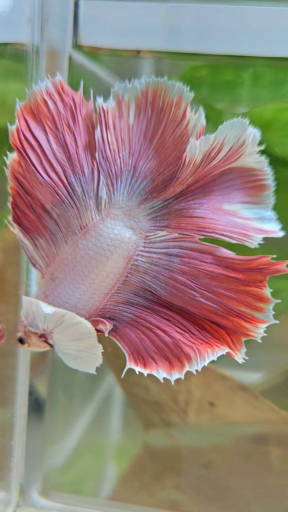 HALFMOON DUMBO EAR DOUBLE TAIL PINK BETTA FISH