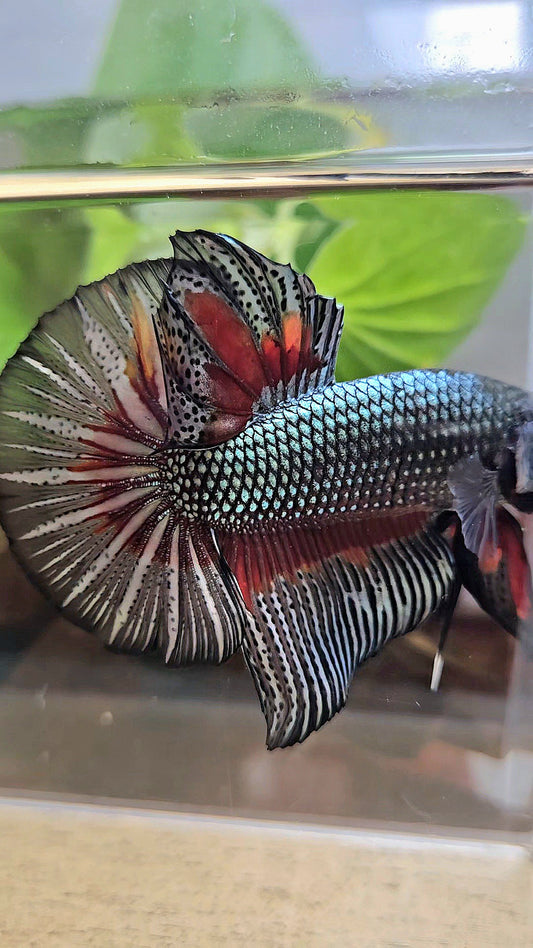 GIANT HMPK BODY ONLY 5CM+ COPPER DRAGON RED PATTERN BETTA FISH