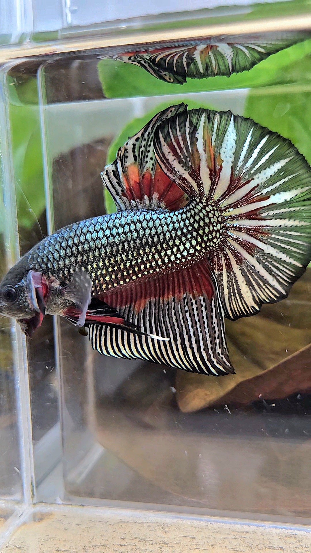 GIANT HMPK BODY ONLY 5CM+ COPPER DRAGON RED PATTERN BETTA FISH