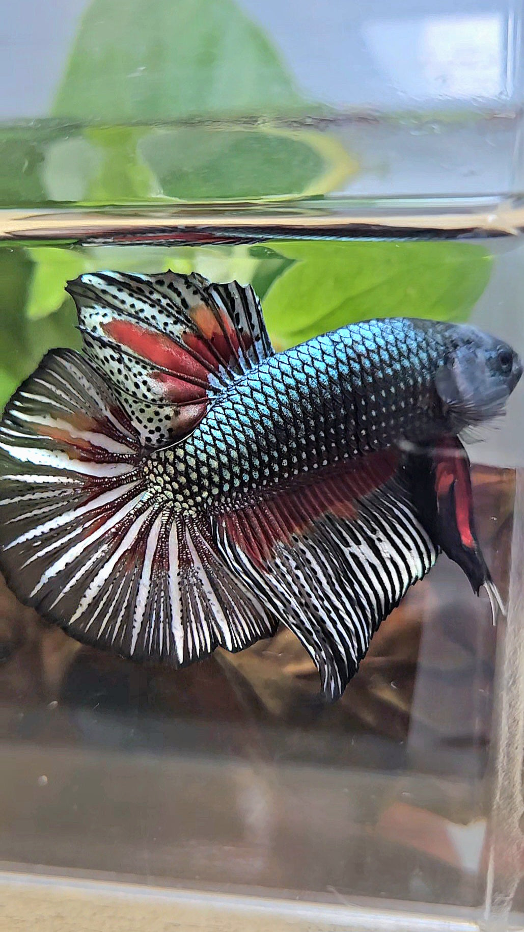 GIANT HMPK BODY ONLY 5CM+ COPPER DRAGON RED PATTERN BETTA FISH