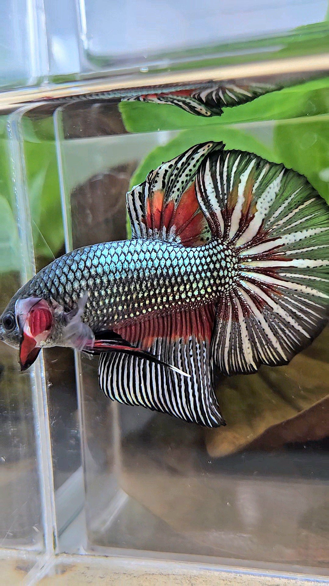 GIANT HMPK BODY ONLY 5CM+ COPPER DRAGON RED PATTERN BETTA FISH