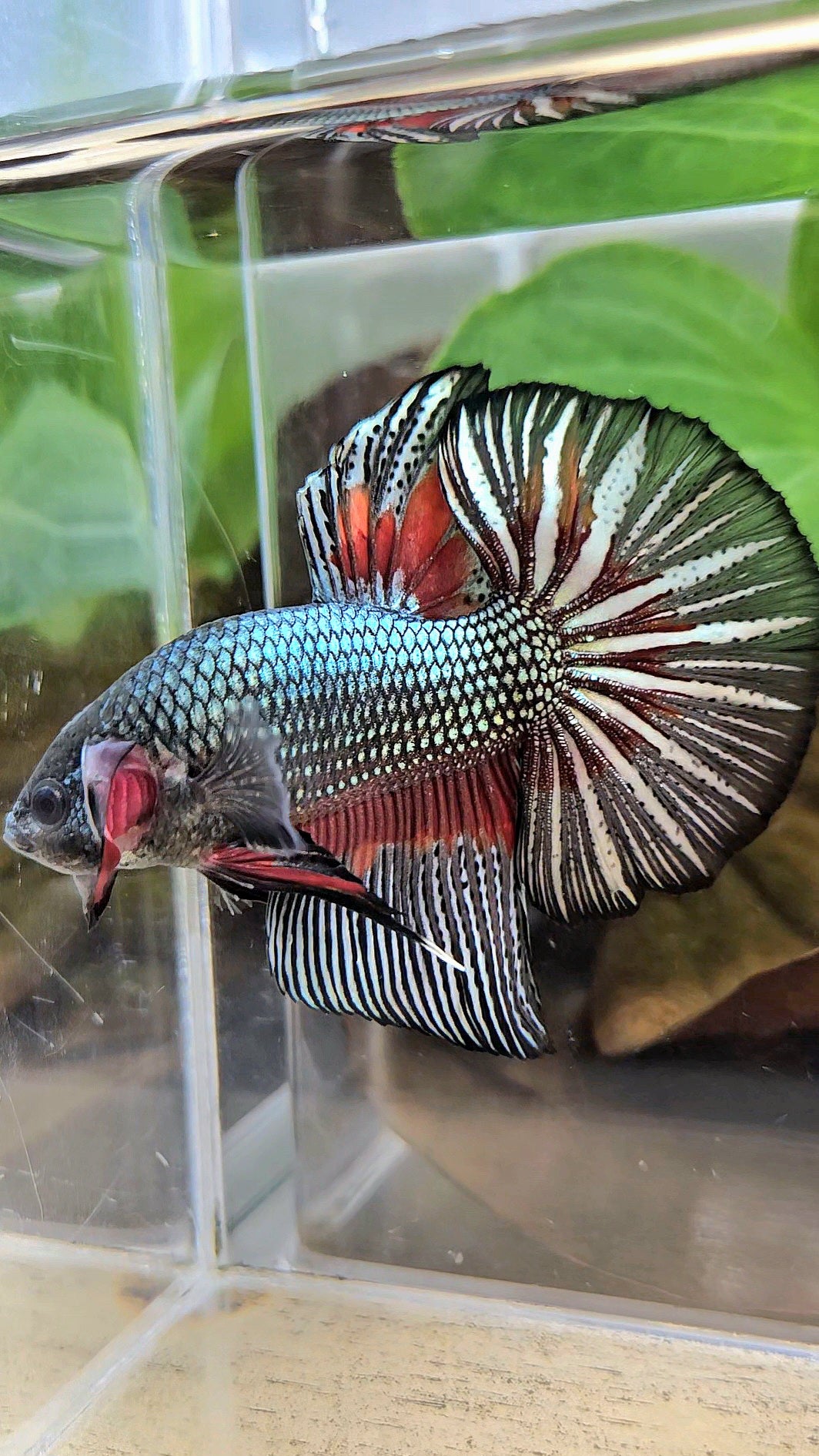 GIANT HMPK BODY ONLY 5CM+ COPPER DRAGON RED PATTERN BETTA FISH