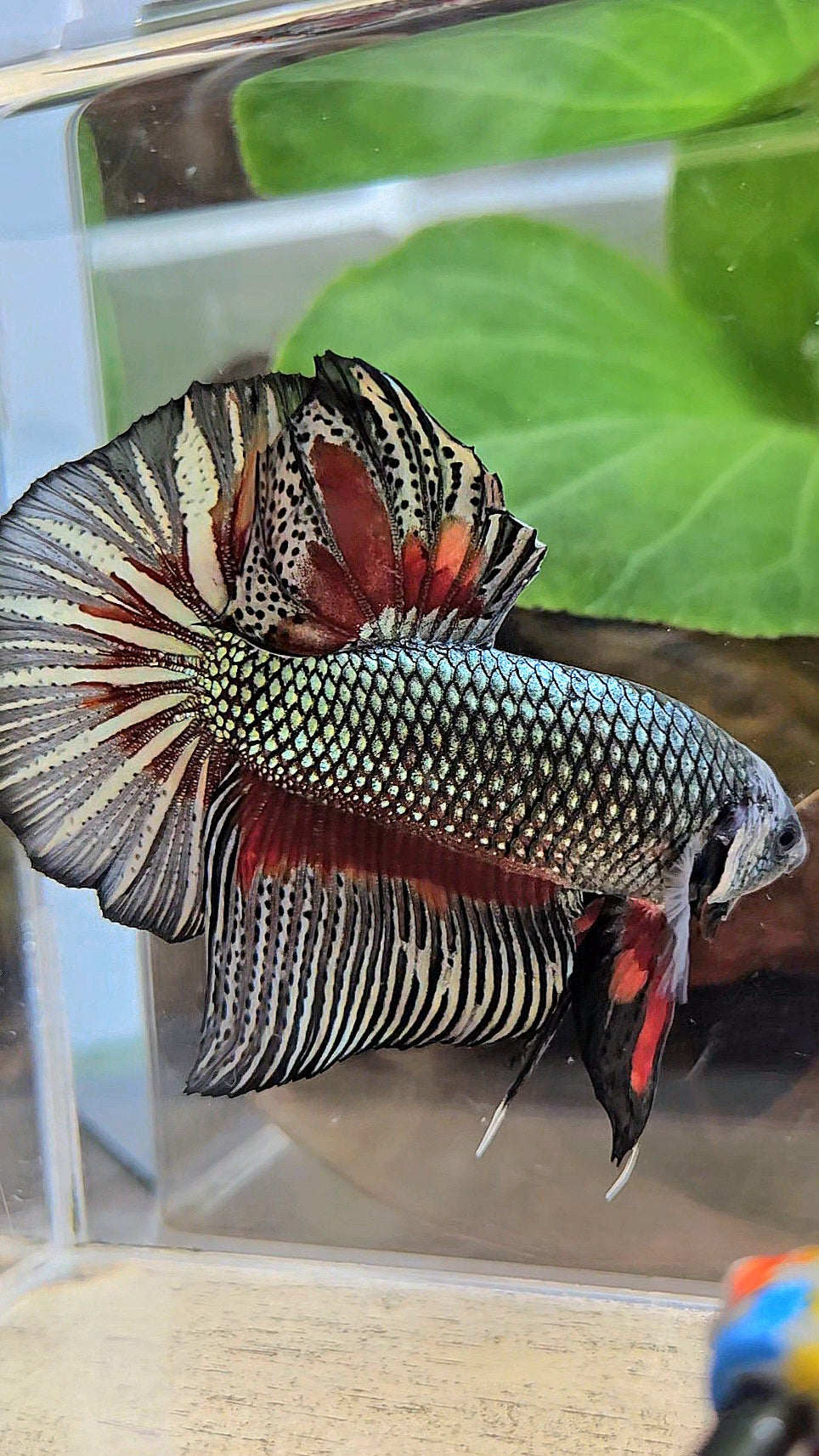 GIANT HMPK BODY ONLY 5CM+ COPPER DRAGON RED PATTERN BETTA FISH