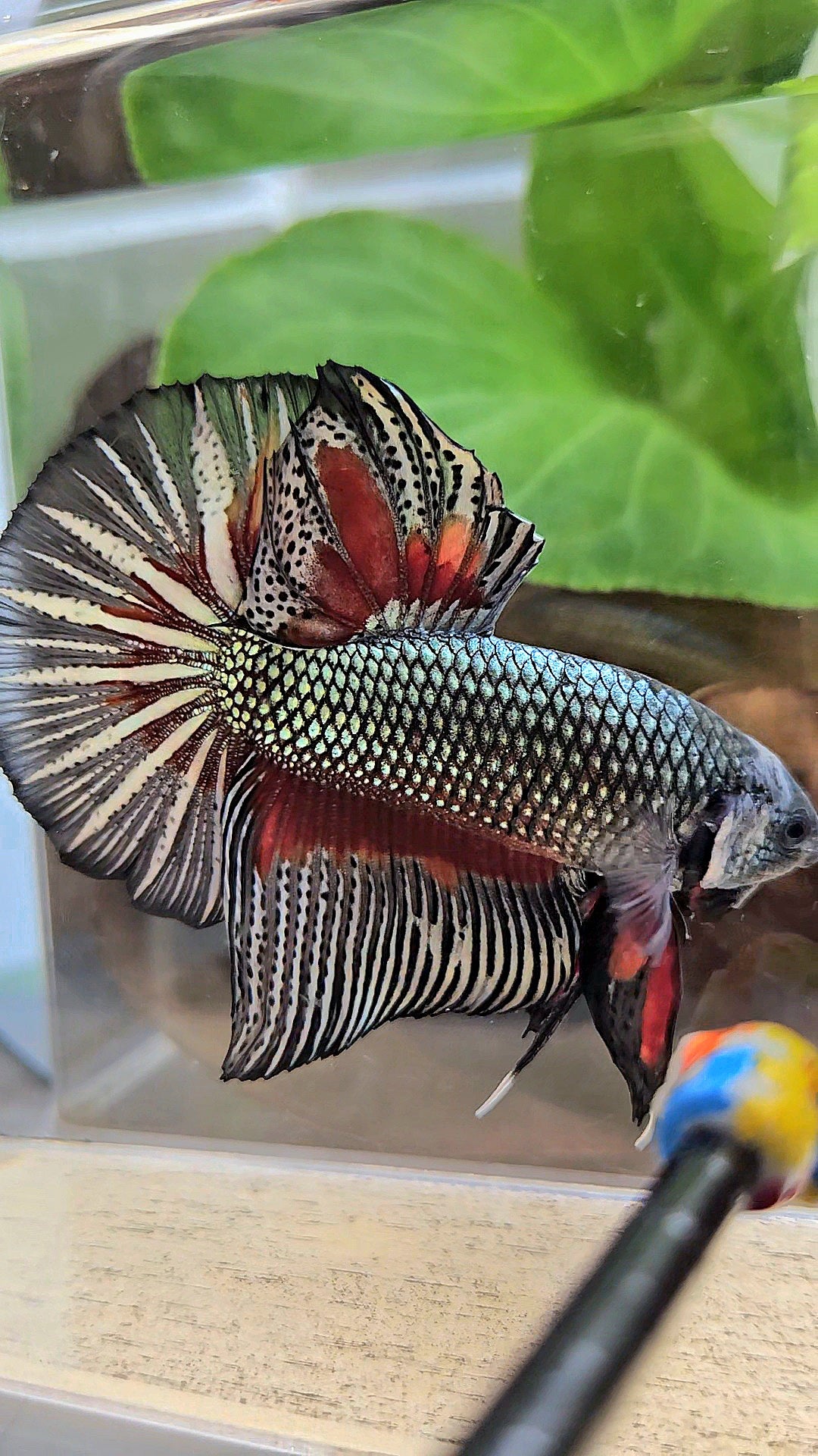 GIANT HMPK BODY ONLY 5CM+ COPPER DRAGON RED PATTERN BETTA FISH