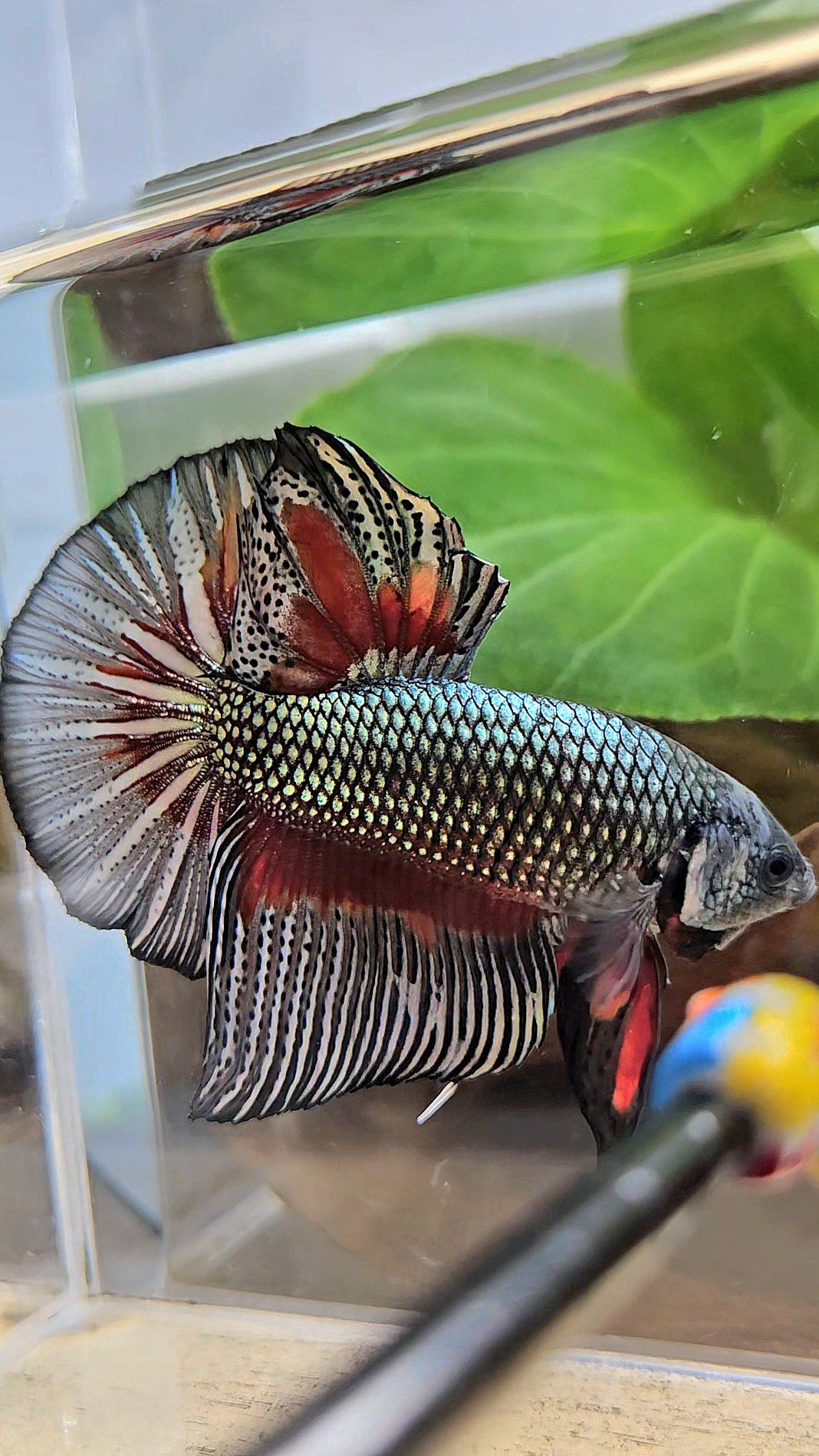 GIANT HMPK BODY ONLY 5CM+ COPPER DRAGON RED PATTERN BETTA FISH
