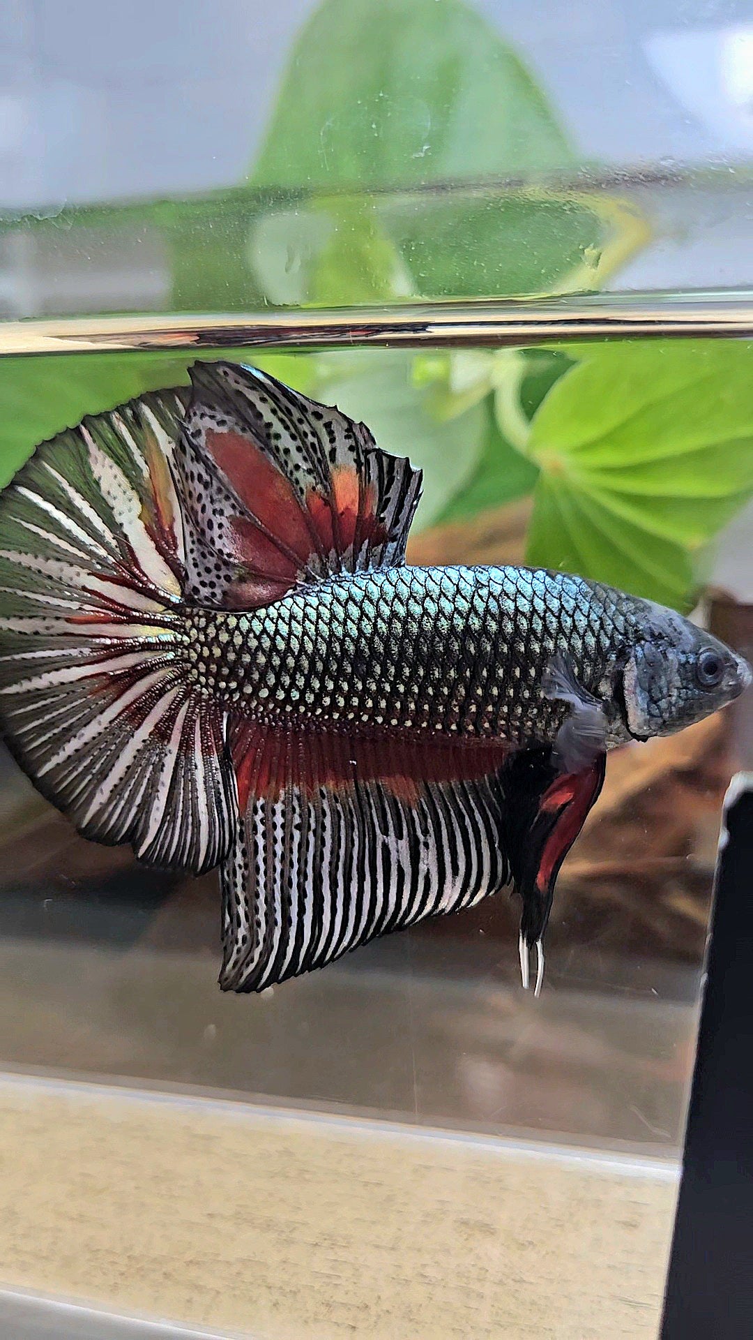 GIANT HMPK BODY ONLY 5CM+ COPPER DRAGON RED PATTERN BETTA FISH