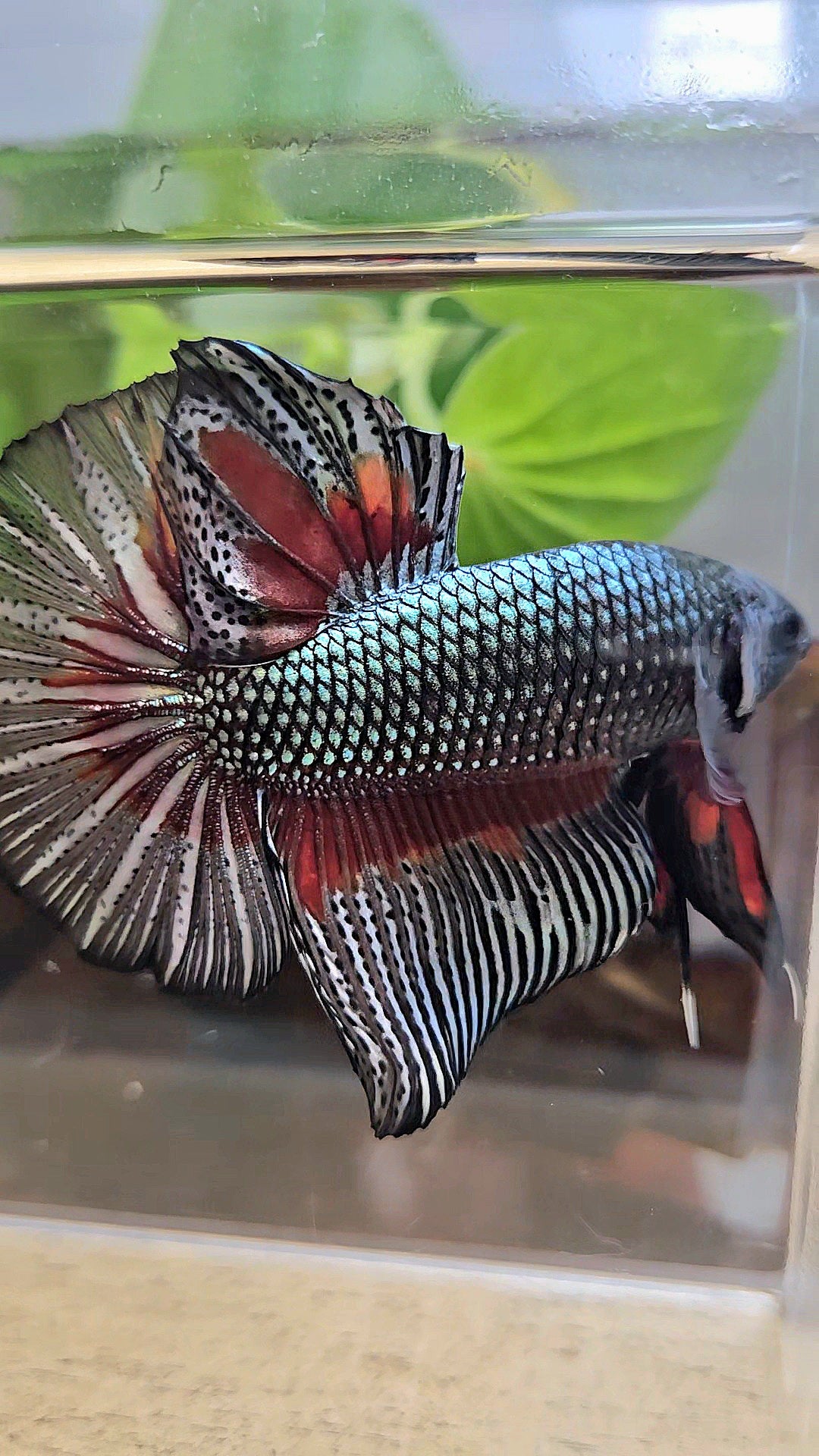 GIANT HMPK BODY ONLY 5CM+ COPPER DRAGON RED PATTERN BETTA FISH