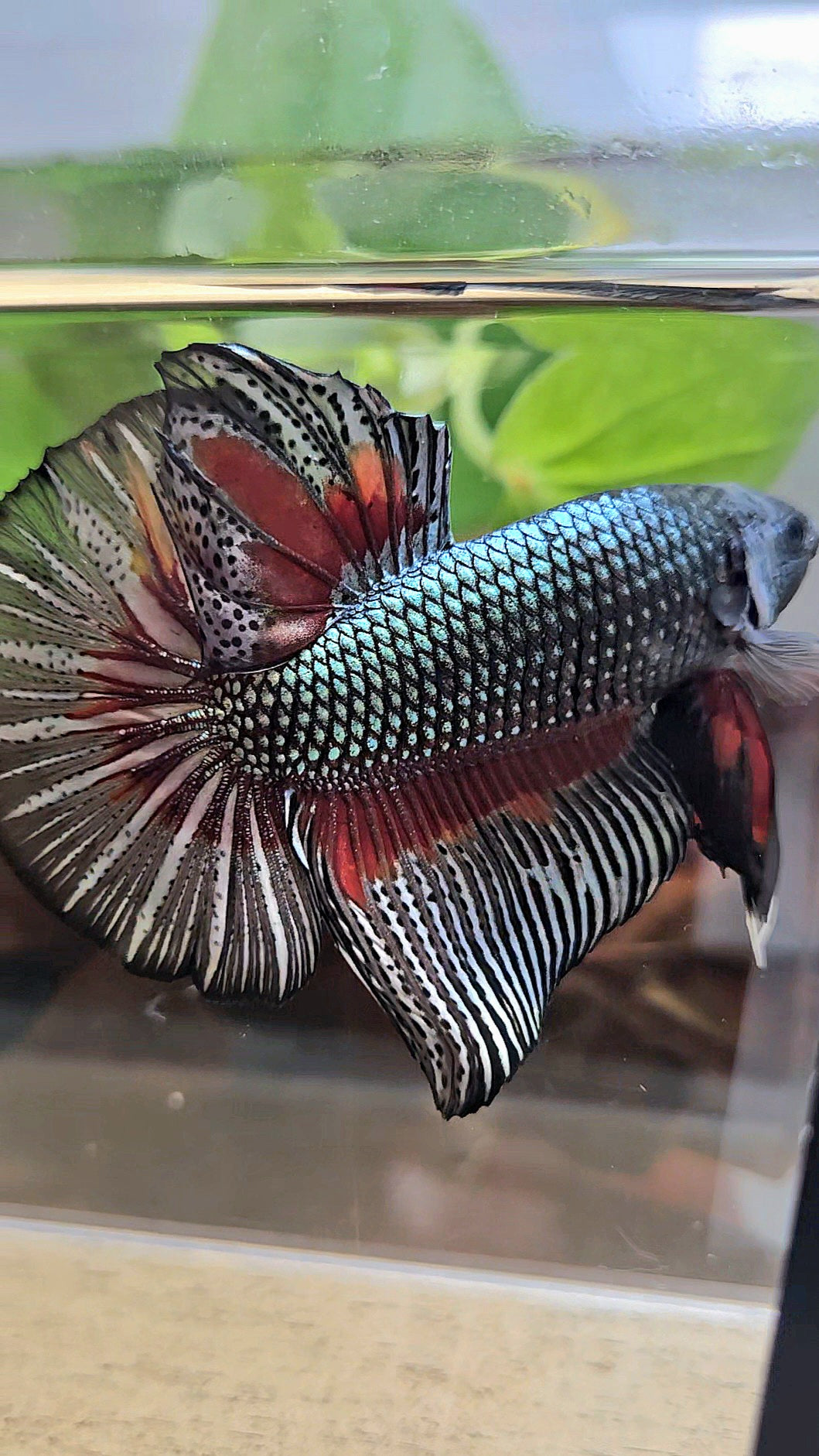 GIANT HMPK BODY ONLY 5CM+ COPPER DRAGON RED PATTERN BETTA FISH