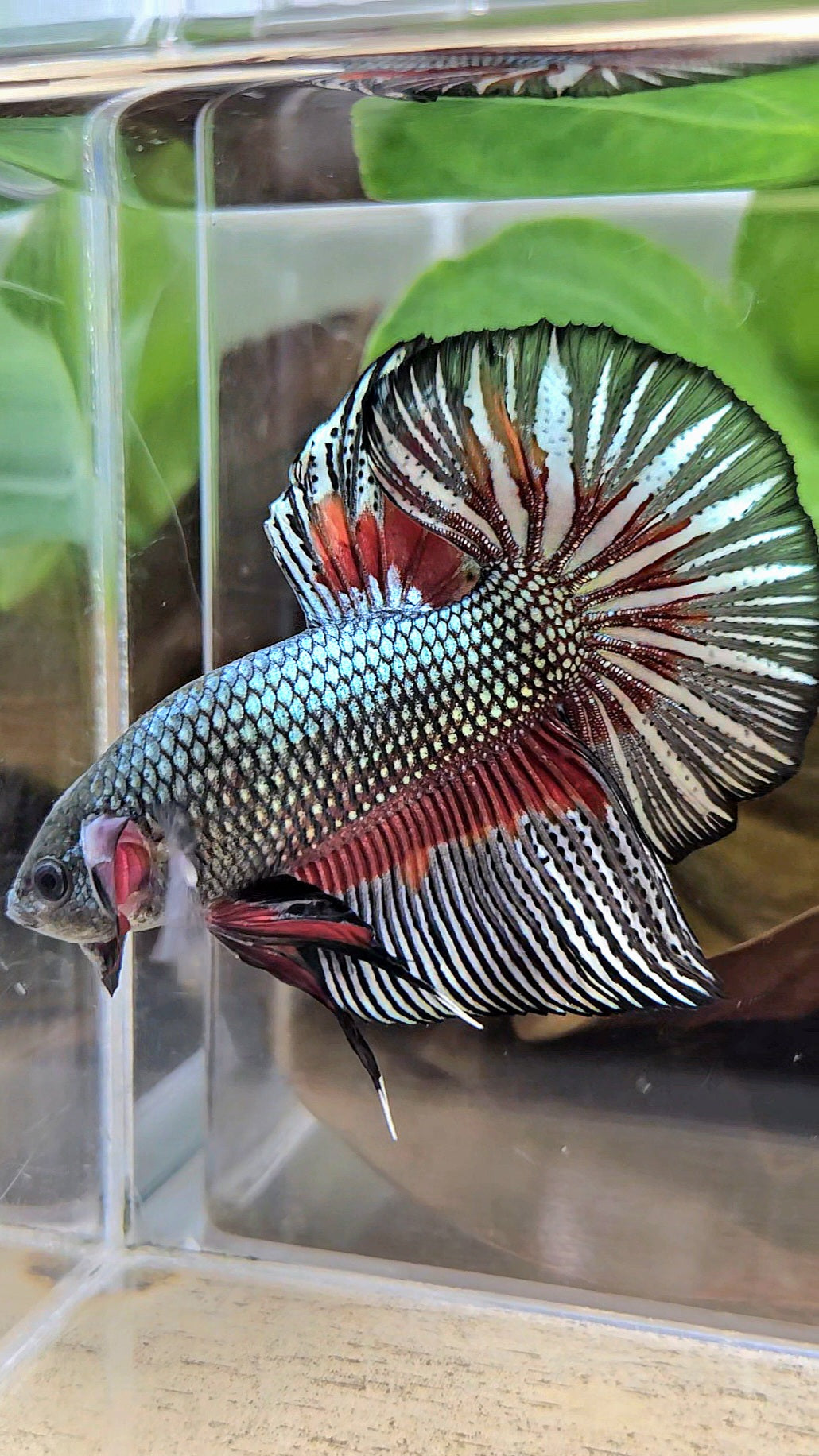 GIANT HMPK BODY ONLY 5CM+ COPPER DRAGON RED PATTERN BETTA FISH
