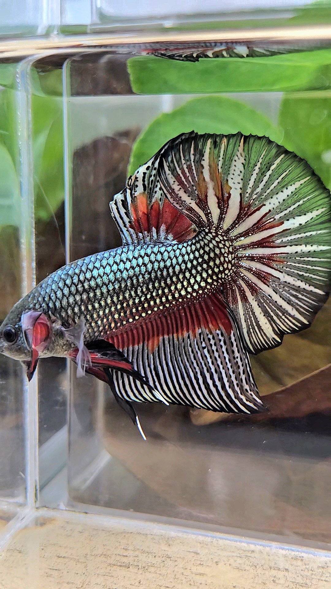 GIANT HMPK BODY ONLY 5CM+ COPPER DRAGON RED PATTERN BETTA FISH