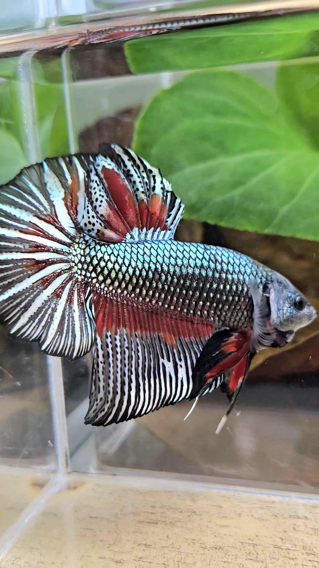 GIANT HMPK BODY ONLY 5CM+ COPPER DRAGON RED PATTERN BETTA FISH