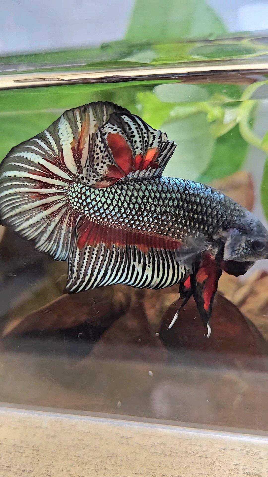 GIANT HMPK BODY ONLY 5CM+ COPPER DRAGON RED PATTERN BETTA FISH