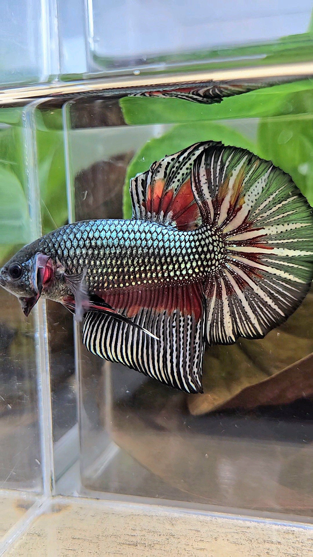 GIANT HMPK BODY ONLY 5CM+ COPPER DRAGON RED PATTERN BETTA FISH
