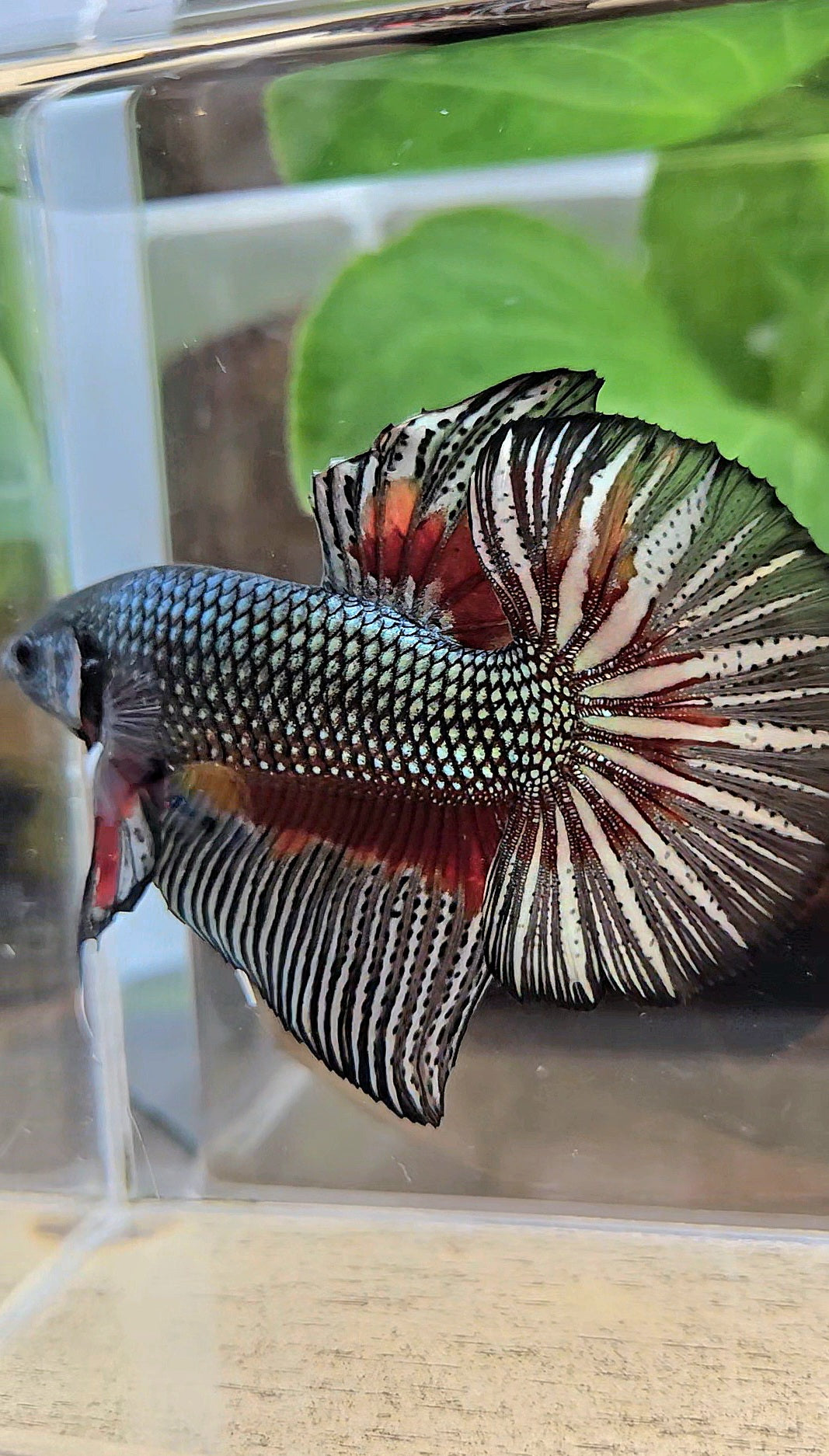 GIANT HMPK BODY ONLY 5CM+ COPPER DRAGON RED PATTERN BETTA FISH
