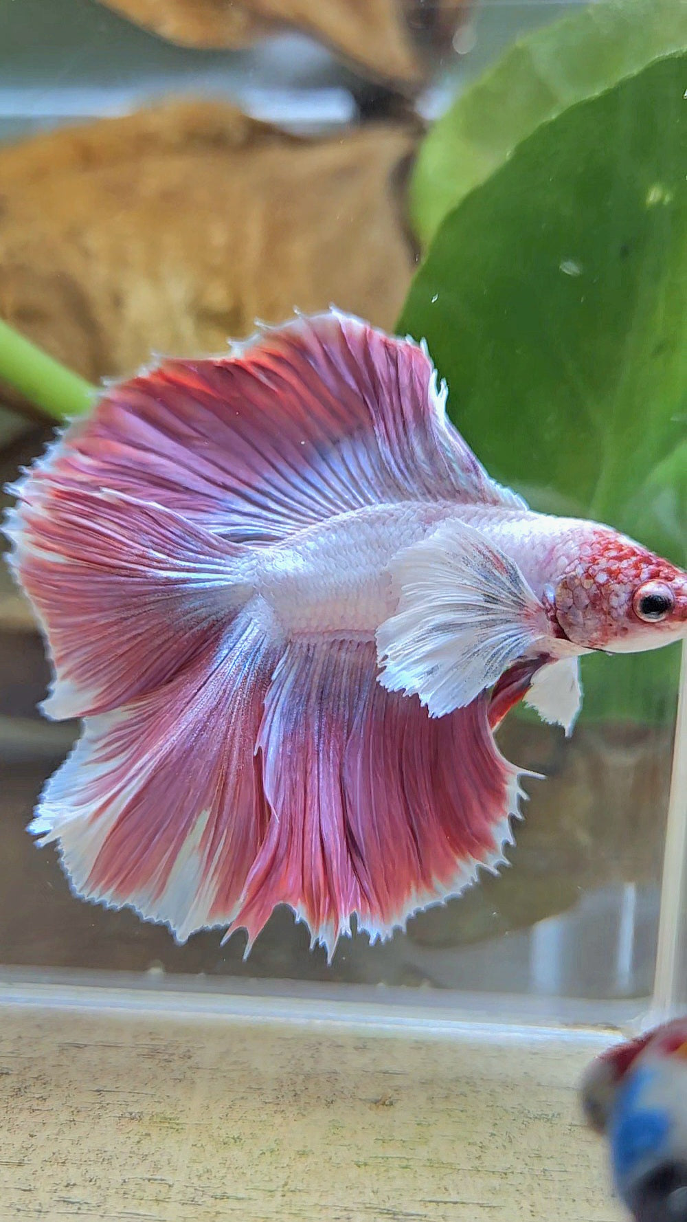 HALFMOON DUMBO EAR DOUBLE TAIL PINK BETTA FISH