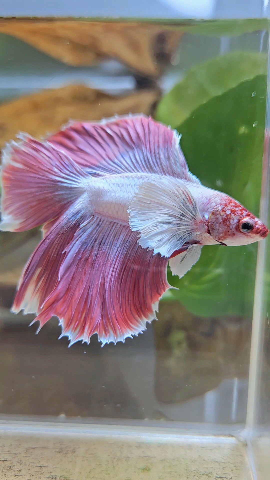 HALFMOON DUMBO EAR DOUBLE TAIL PINK BETTA FISH