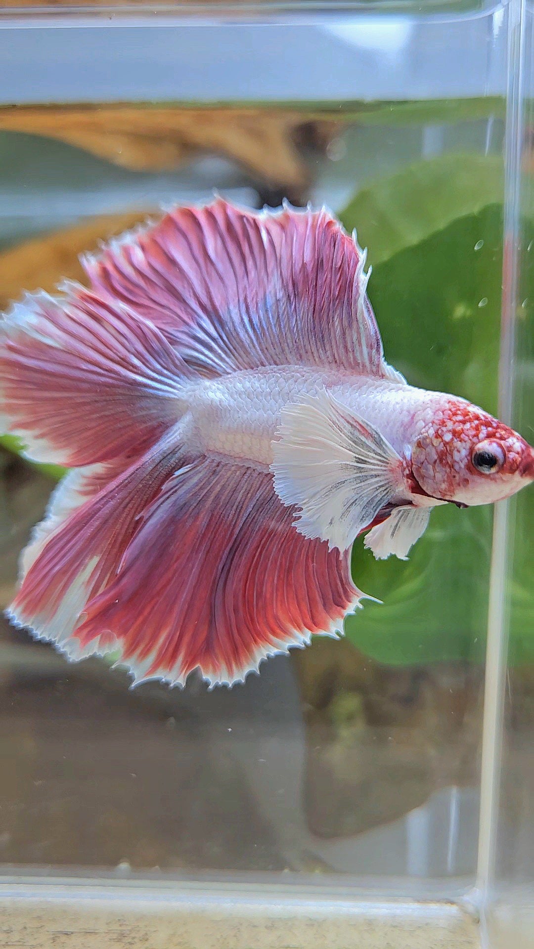 HALFMOON DUMBO EAR DOUBLE TAIL PINK BETTA FISH
