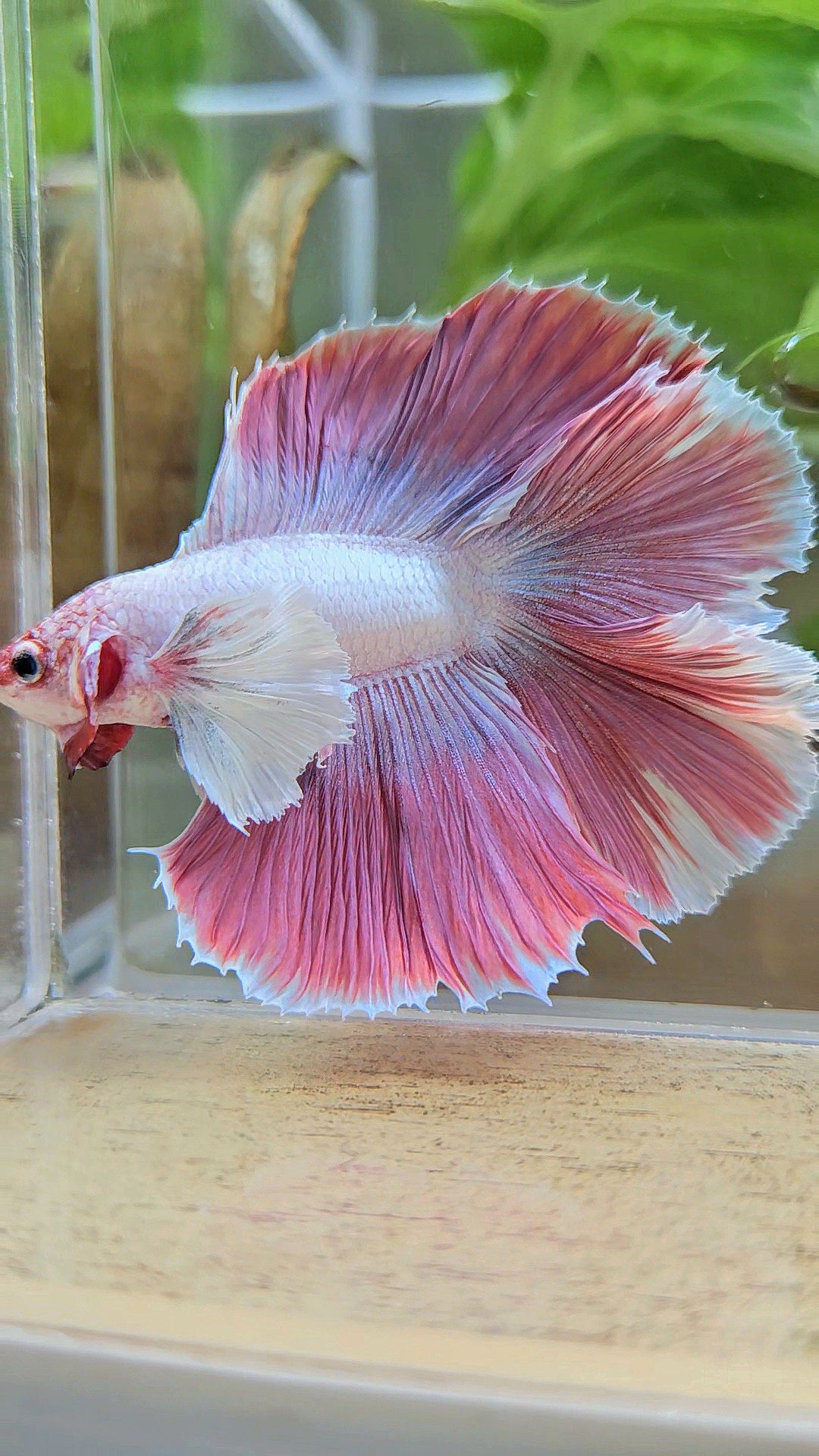 HALFMOON DUMBO EAR DOUBLE TAIL PINK BETTA FISH