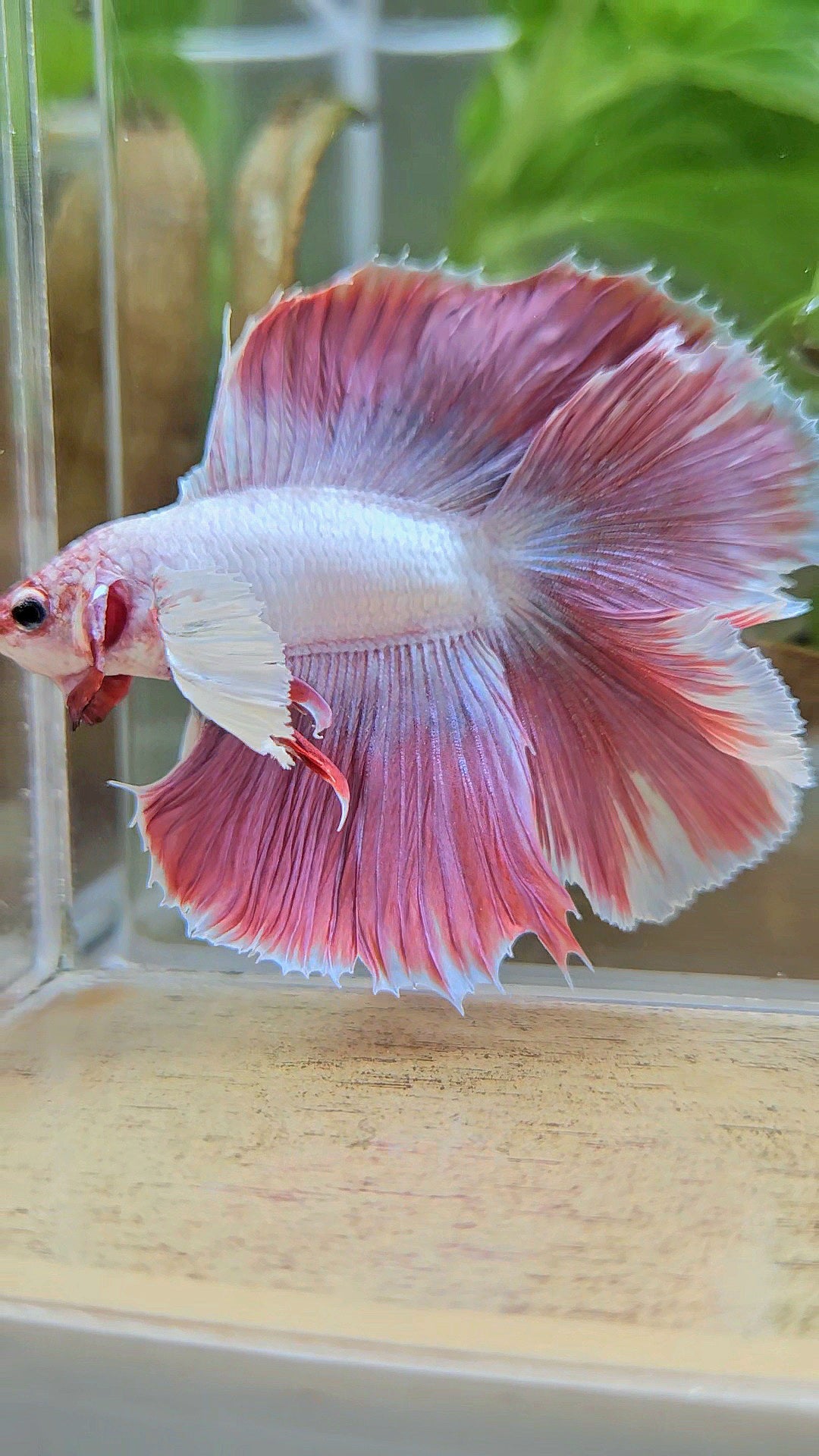 HALFMOON DUMBO EAR DOUBLE TAIL PINK BETTA FISH