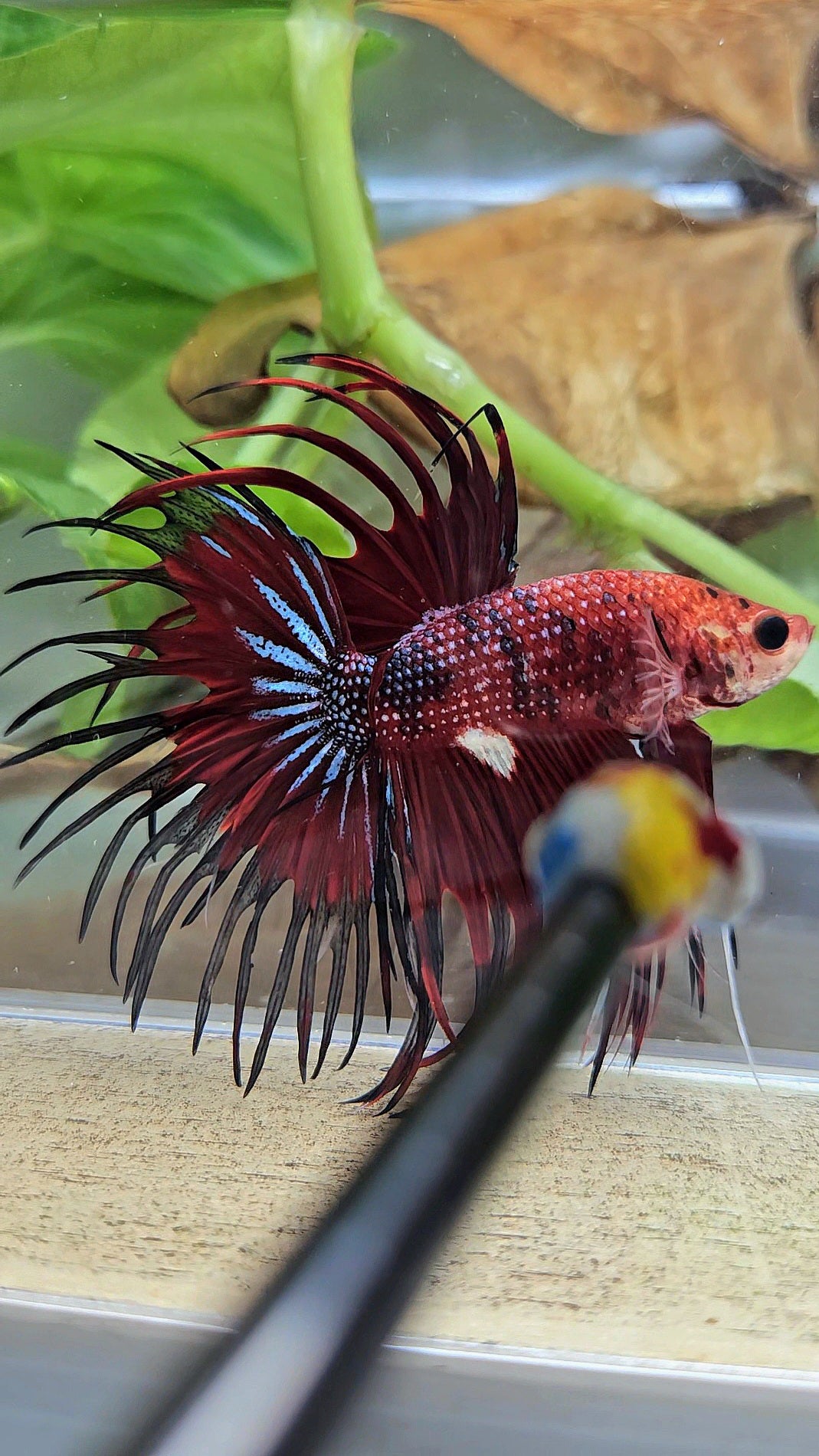 CROWNTAIL RED TIGER METALLIC MULTICOLOR BETTA FISH