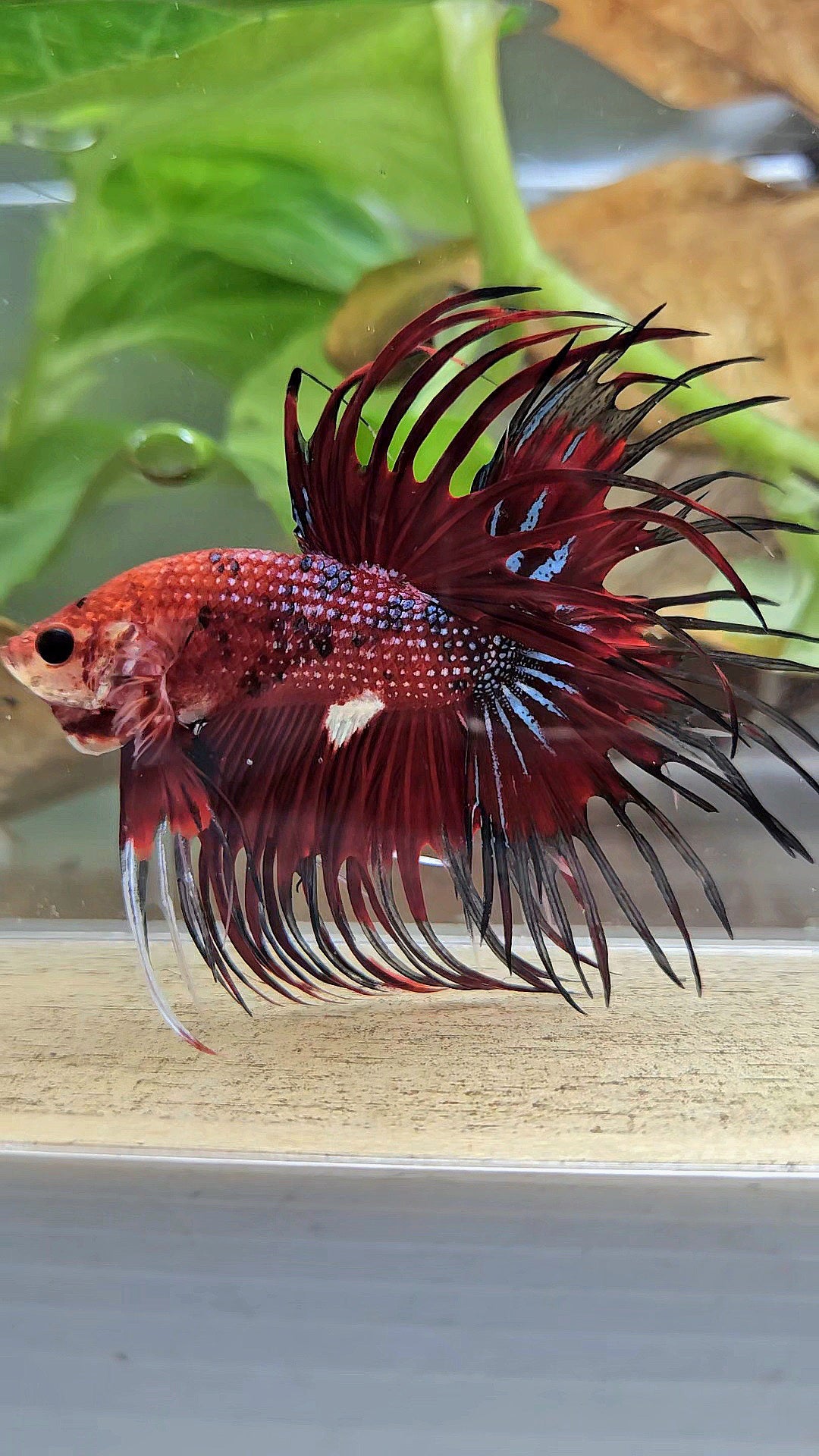 CROWNTAIL RED TIGER METALLIC MULTICOLOR BETTA FISH
