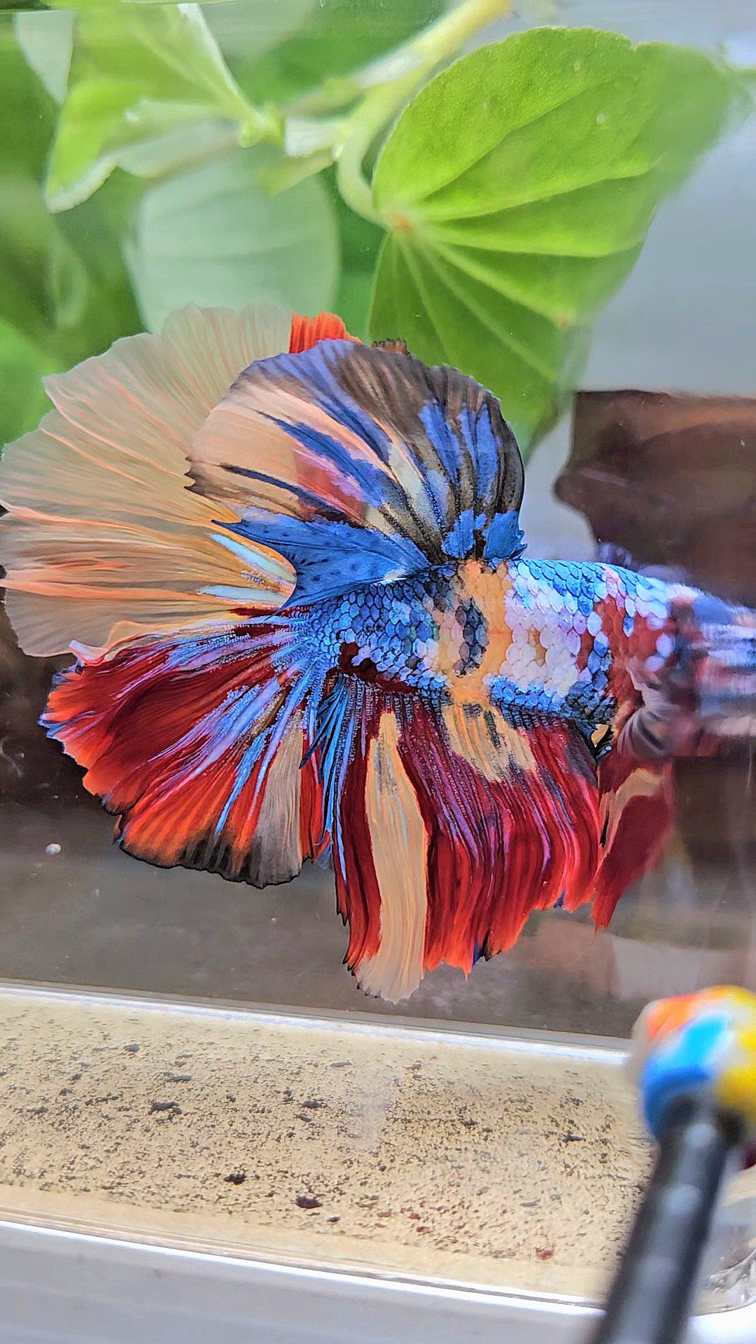 LUXURY XXL HALFMOON ROSETAIL YELLOW BASED GALAXY SUPER MULTICOLOR BETTA FISH