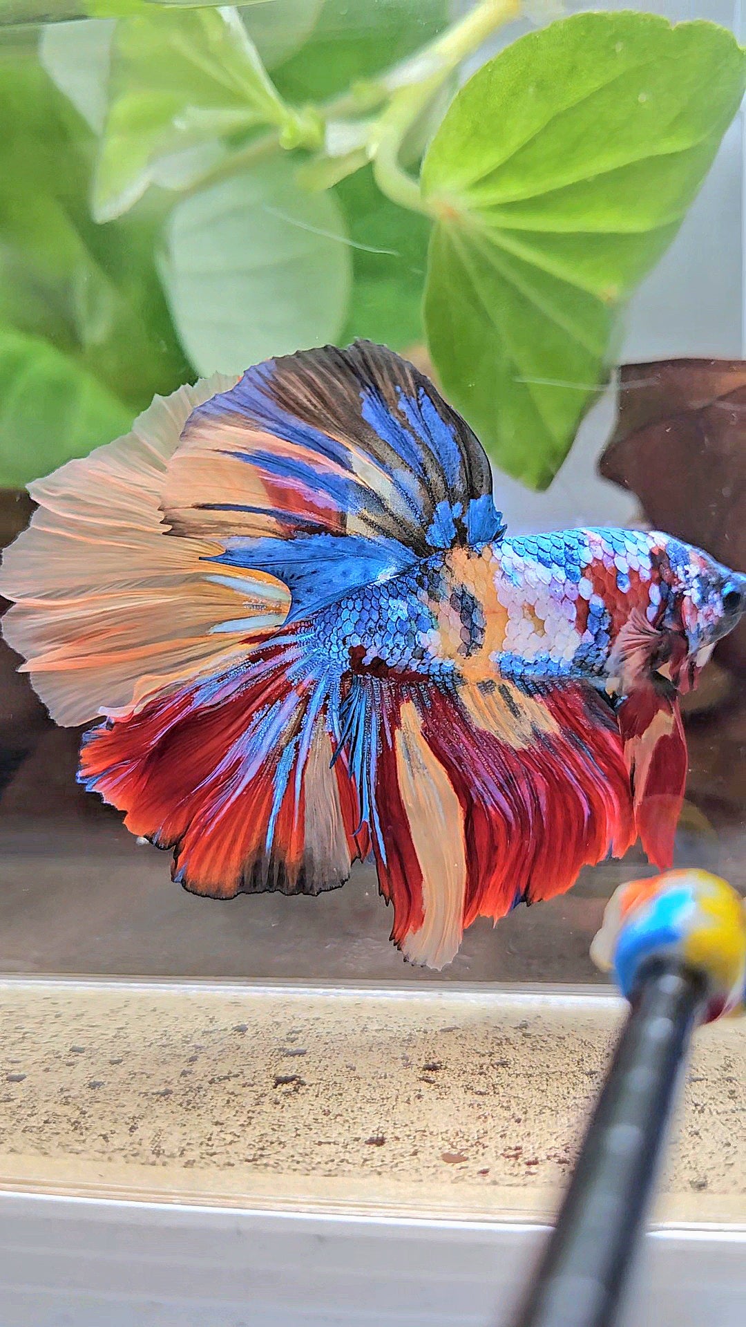 LUXURY XXL HALFMOON ROSETAIL YELLOW BASED GALAXY SUPER MULTICOLOR BETTA FISH
