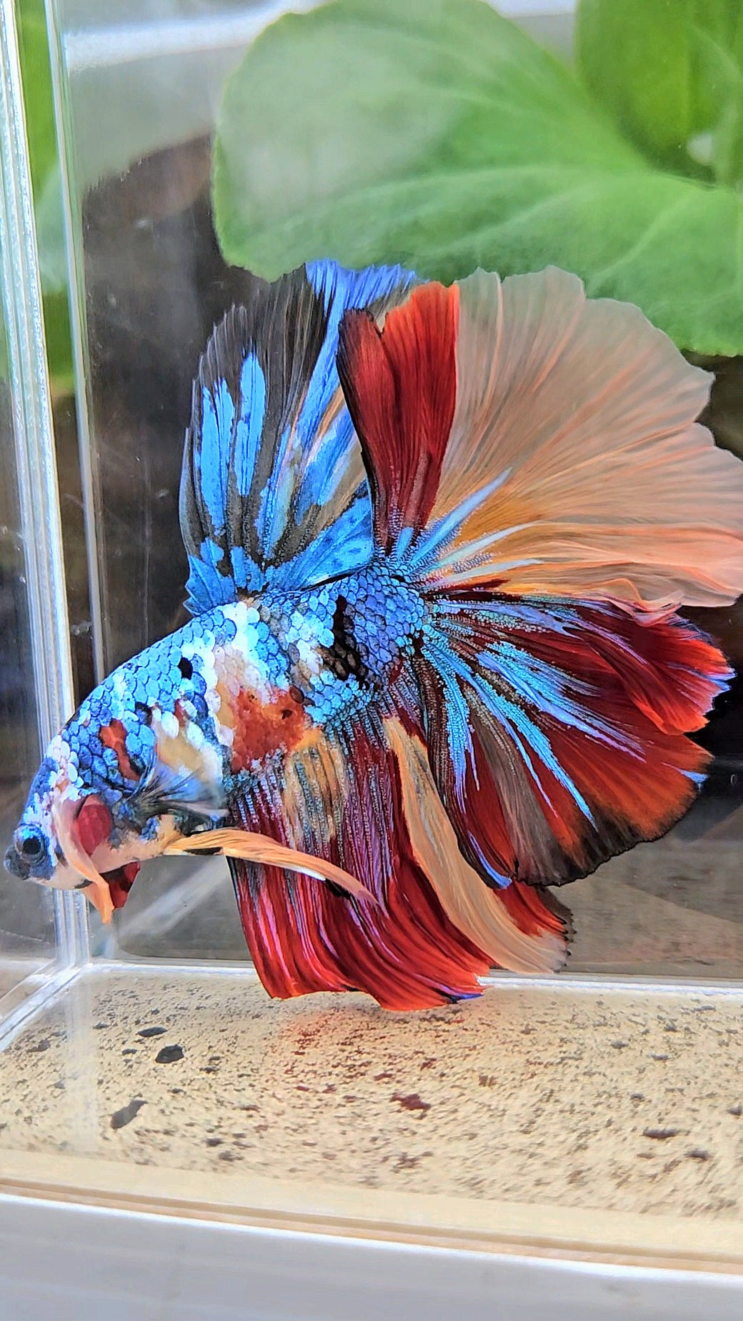 LUXURY XXL HALFMOON ROSETAIL YELLOW BASED GALAXY SUPER MULTICOLOR BETTA FISH