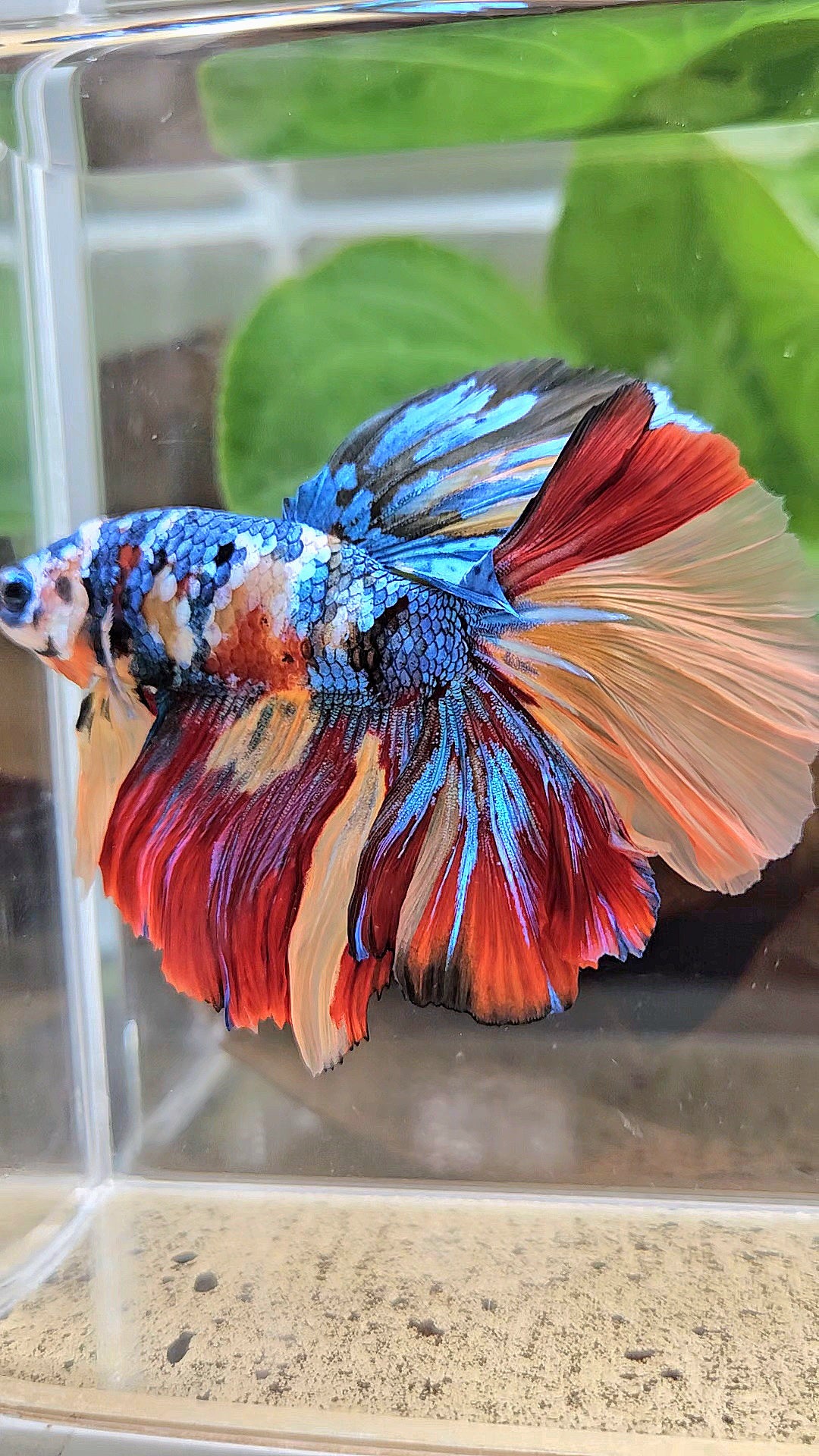 LUXURY XXL HALFMOON ROSETAIL YELLOW BASED GALAXY SUPER MULTICOLOR BETTA FISH