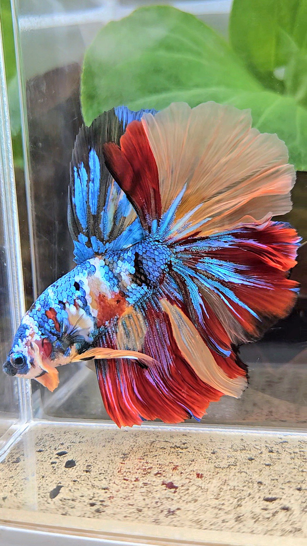 LUXURY XXL HALFMOON ROSETAIL YELLOW BASED GALAXY SUPER MULTICOLOR BETTA FISH