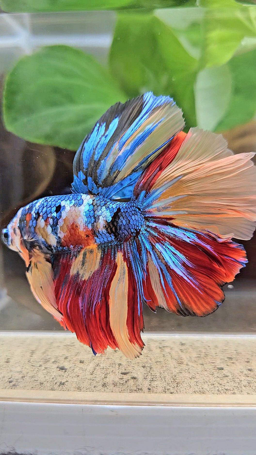 LUXURY XXL HALFMOON ROSETAIL YELLOW BASED GALAXY SUPER MULTICOLOR BETTA FISH