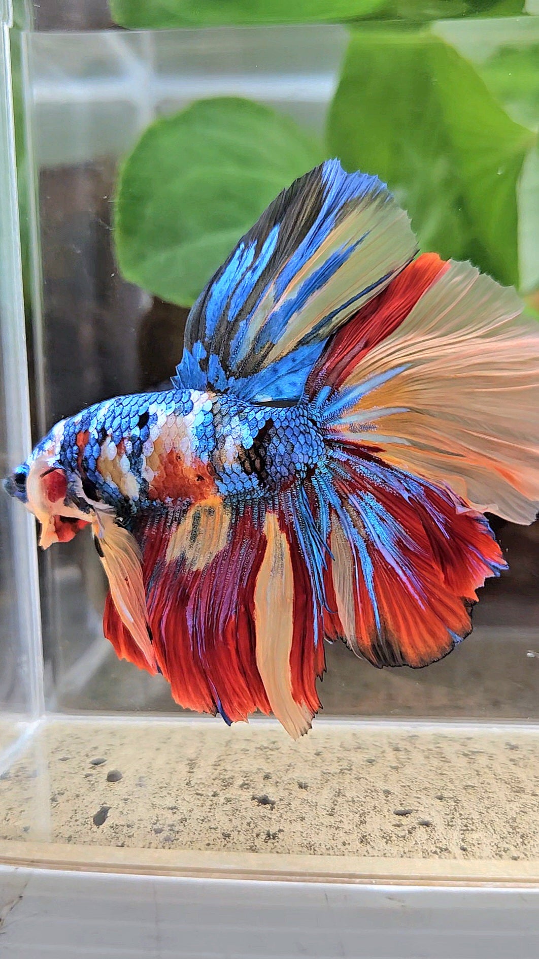 LUXURY XXL HALFMOON ROSETAIL YELLOW BASED GALAXY SUPER MULTICOLOR BETTA FISH