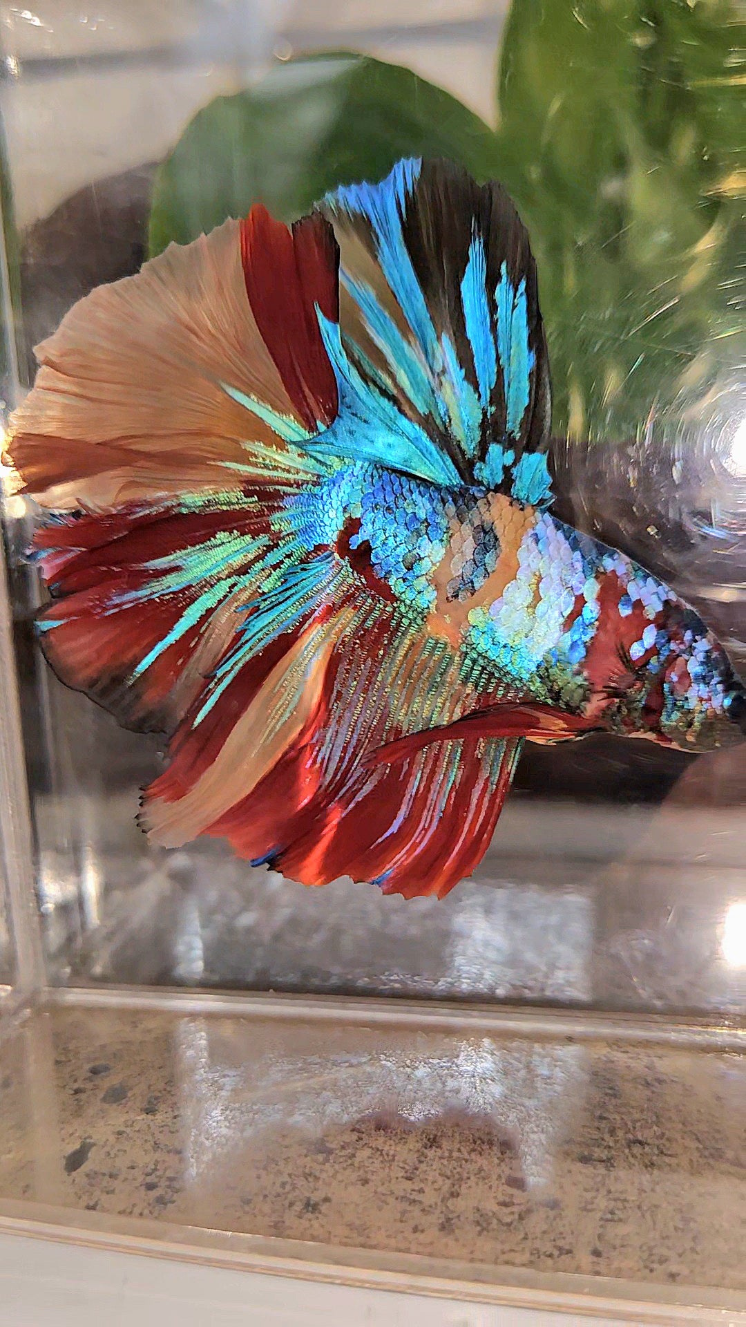 LUXURY XXL HALFMOON ROSETAIL YELLOW BASED GALAXY SUPER MULTICOLOR BETTA FISH