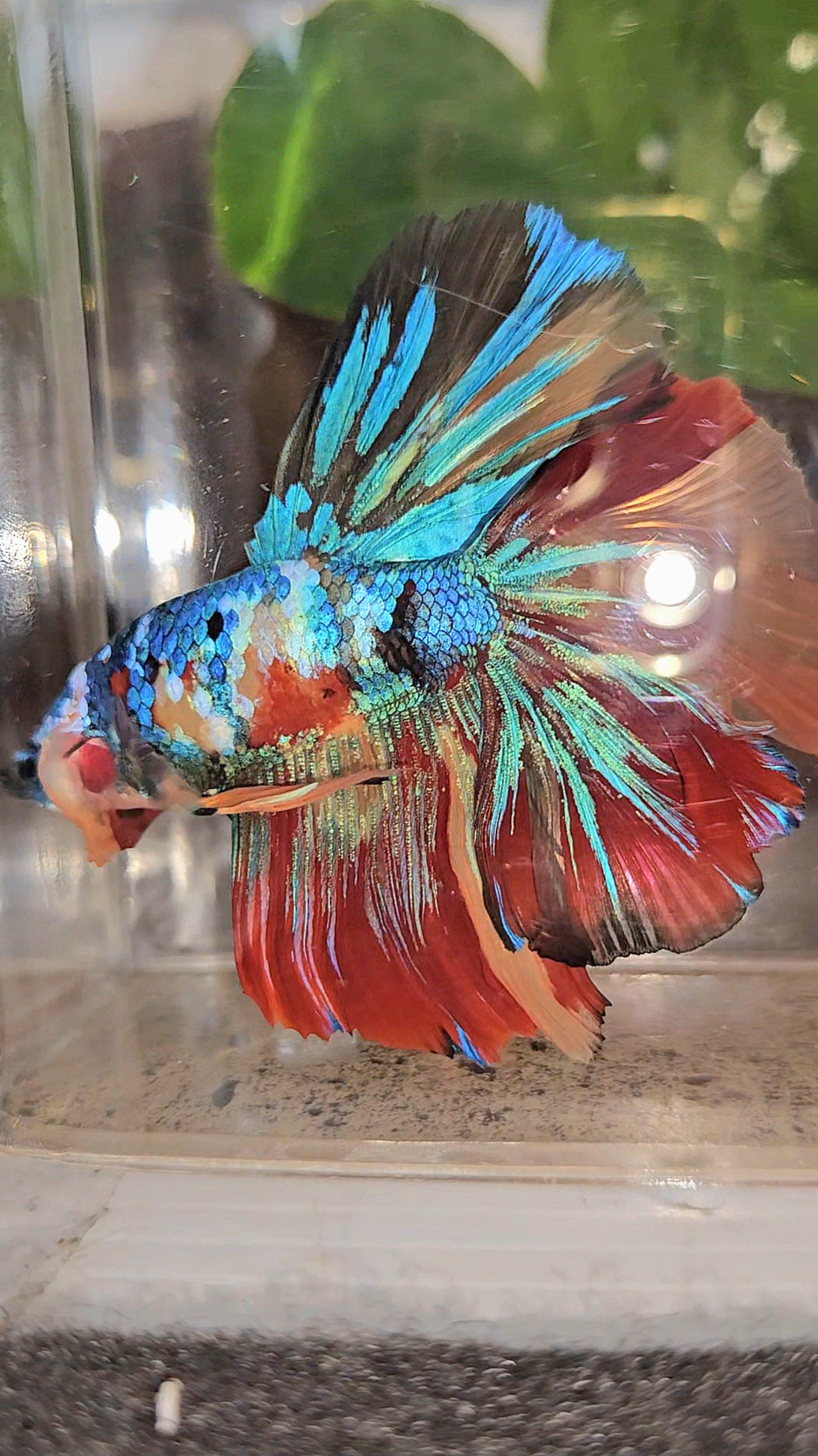 LUXURY XXL HALFMOON ROSETAIL YELLOW BASED GALAXY SUPER MULTICOLOR BETTA FISH