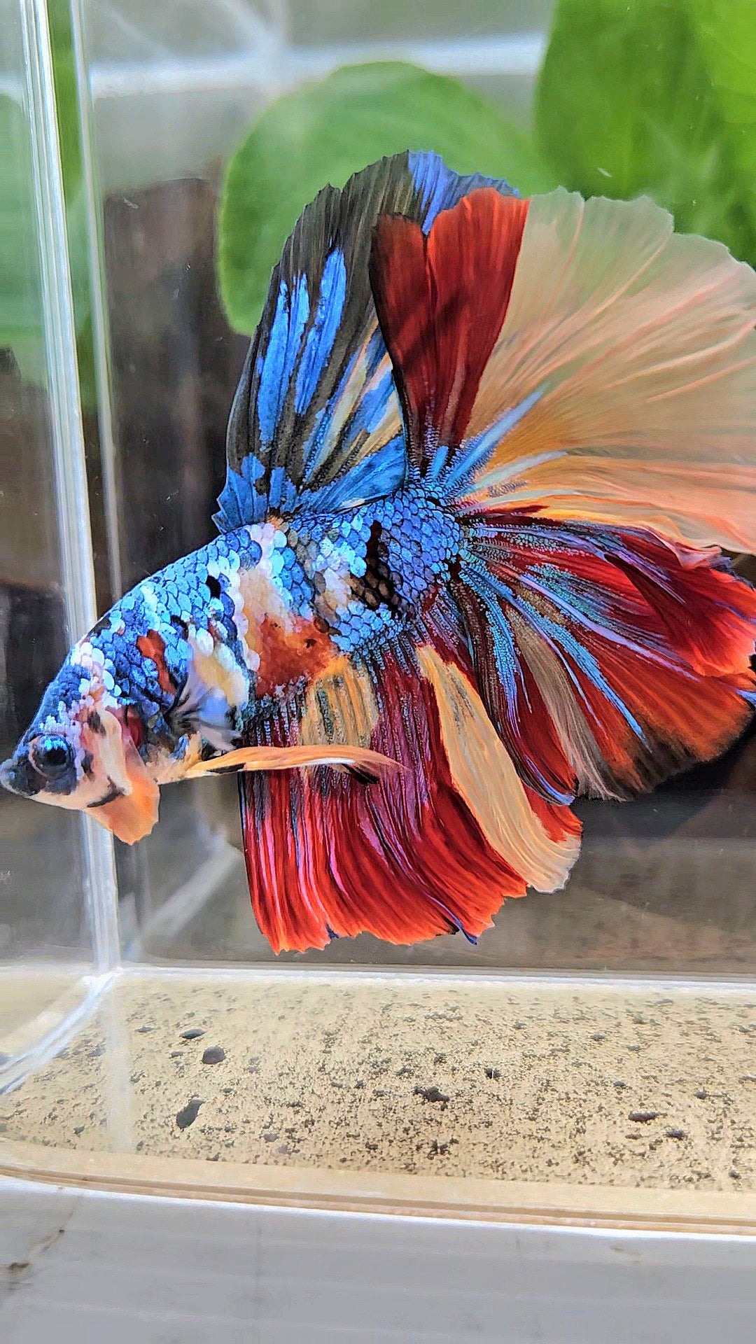 LUXURY XXL HALFMOON ROSETAIL YELLOW BASED GALAXY SUPER MULTICOLOR BETTA FISH