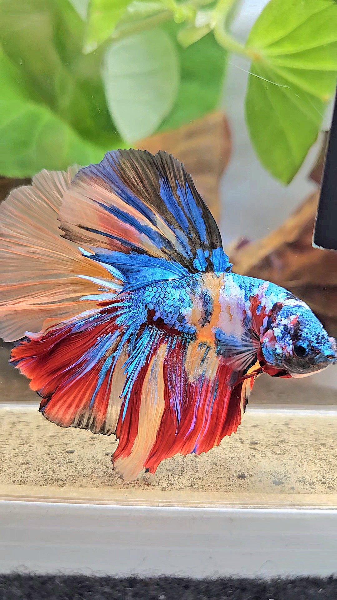 LUXURY XXL HALFMOON ROSETAIL YELLOW BASED GALAXY SUPER MULTICOLOR BETTA FISH