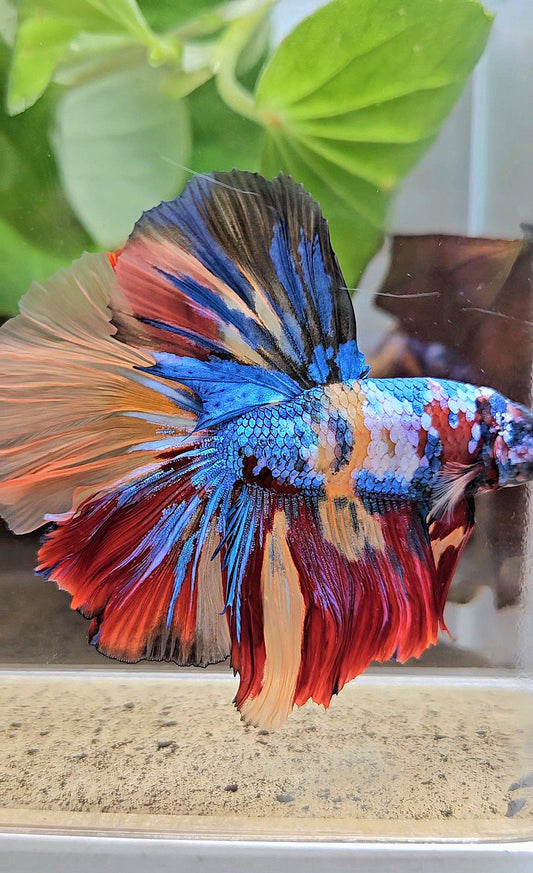 LUXURY XXL HALFMOON ROSETAIL YELLOW BASED GALAXY SUPER MULTICOLOR BETTA FISH