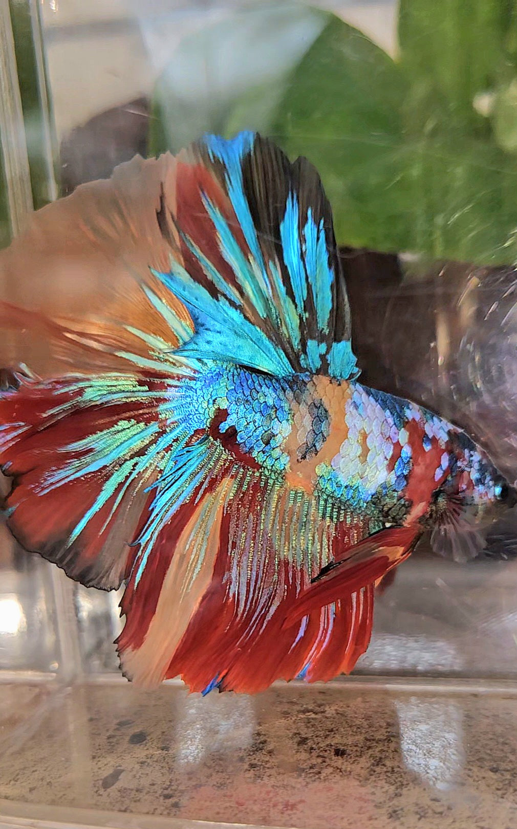 LUXURY XXL HALFMOON ROSETAIL YELLOW BASED GALAXY SUPER MULTICOLOR BETTA FISH
