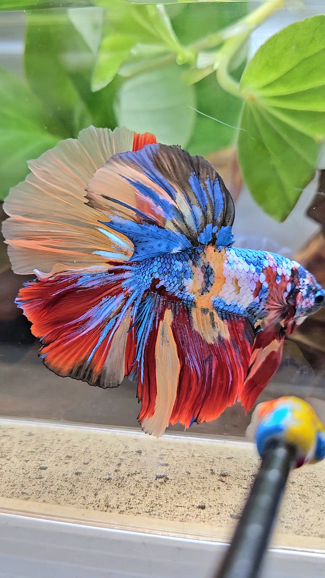 LUXURY XXL HALFMOON ROSETAIL YELLOW BASED GALAXY SUPER MULTICOLOR BETTA FISH