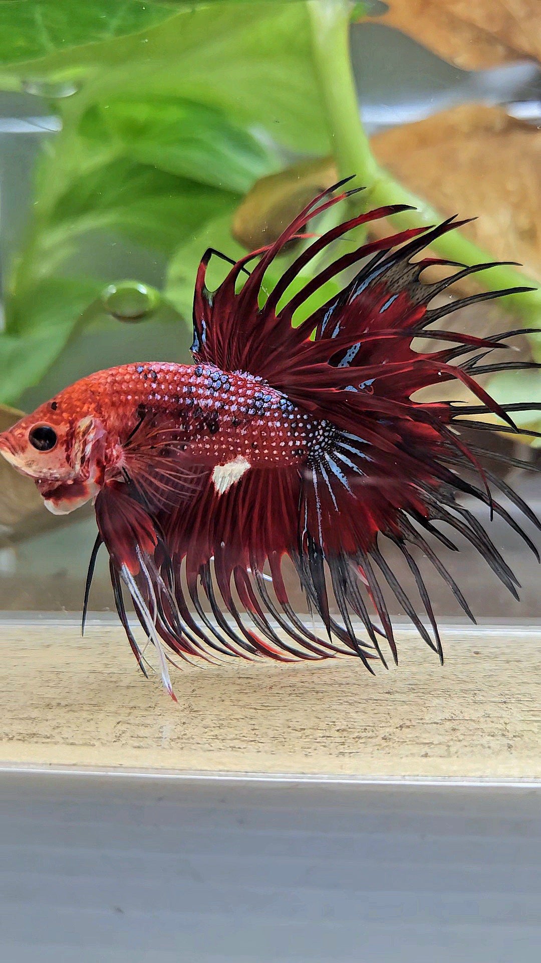 CROWNTAIL RED TIGER METALLIC MULTICOLOR BETTA FISH