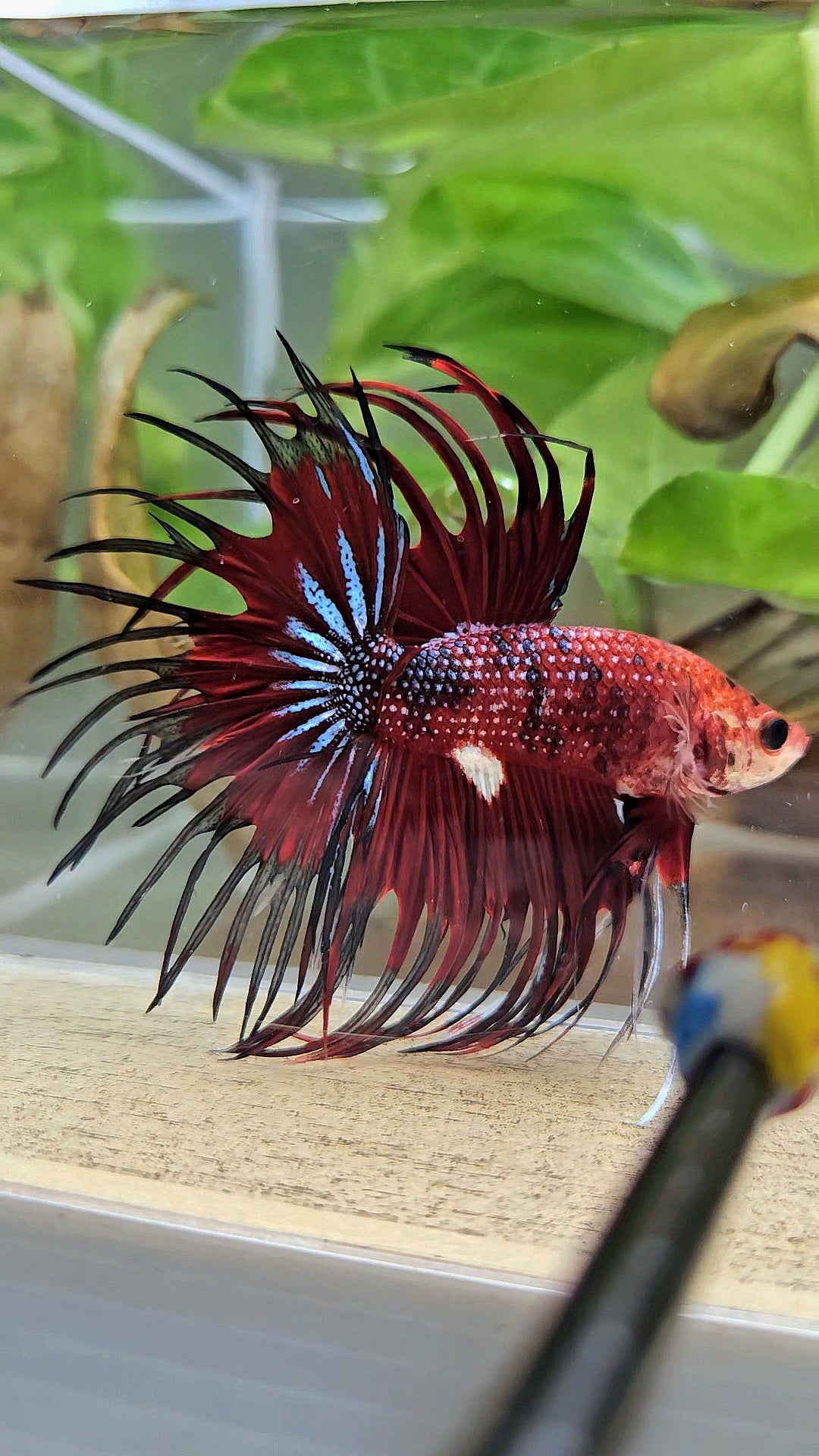CROWNTAIL RED TIGER METALLIC MULTICOLOR BETTA FISH
