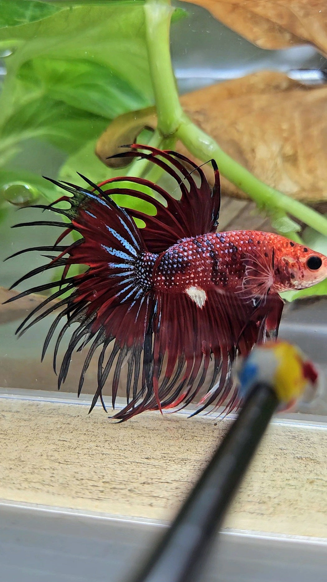 CROWNTAIL RED TIGER METALLIC MULTICOLOR BETTA FISH