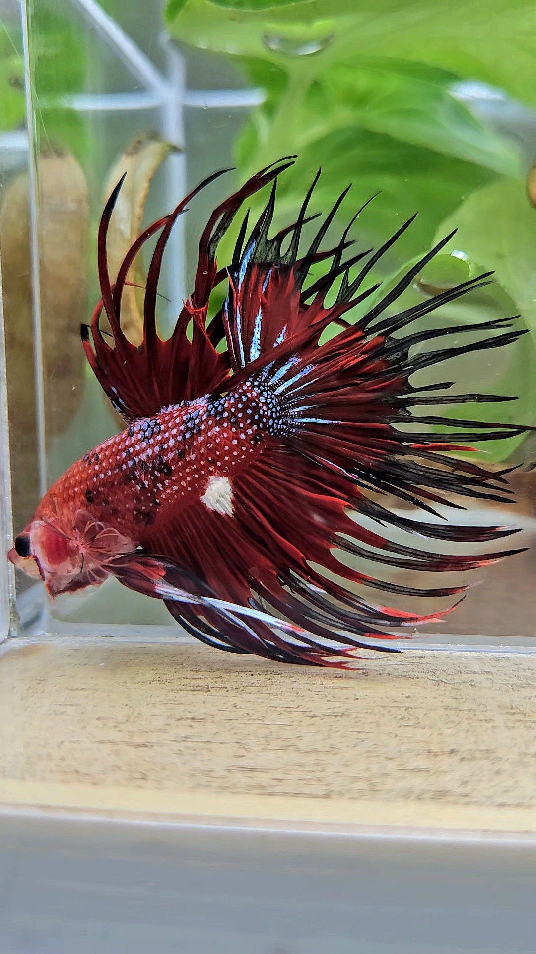 CROWNTAIL RED TIGER METALLIC MULTICOLOR BETTA FISH