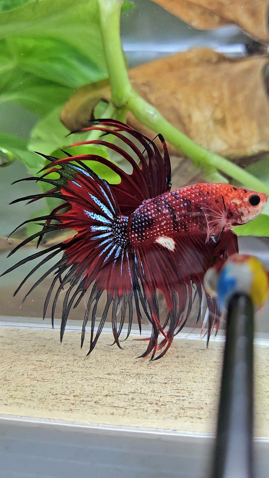 CROWNTAIL RED TIGER METALLIC MULTICOLOR BETTA FISH