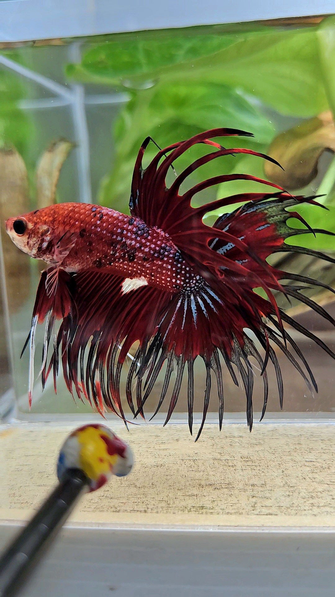 CROWNTAIL RED TIGER METALLIC MULTICOLOR BETTA FISH