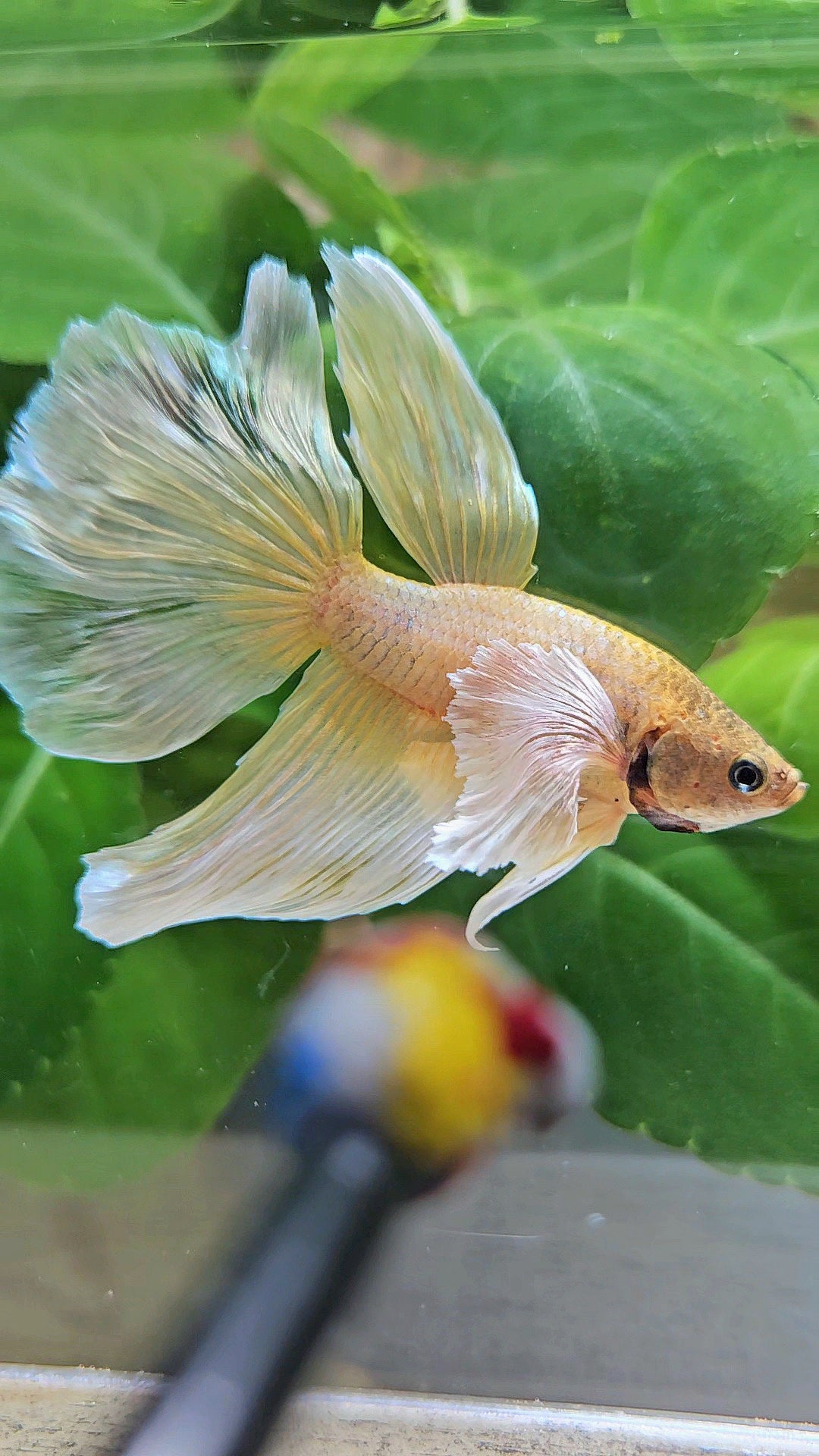 HALFMOON SUPER DUMBO EAR GOLD BETTA FISH